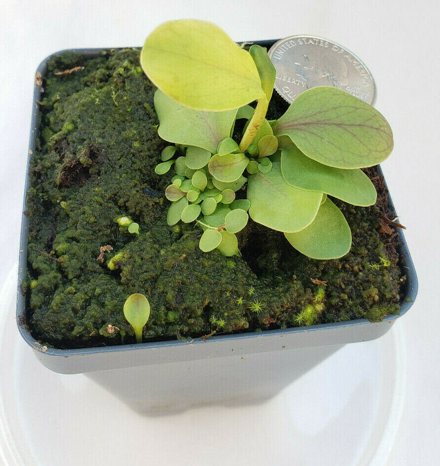 Utricularia calycifida - -Rainbow Carnivorous Plants LLC