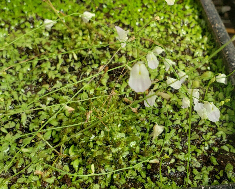 Utricularia livida/ 1" plug   -Live carnivorous plant- - -Rainbow Carnivorous Plants LLC