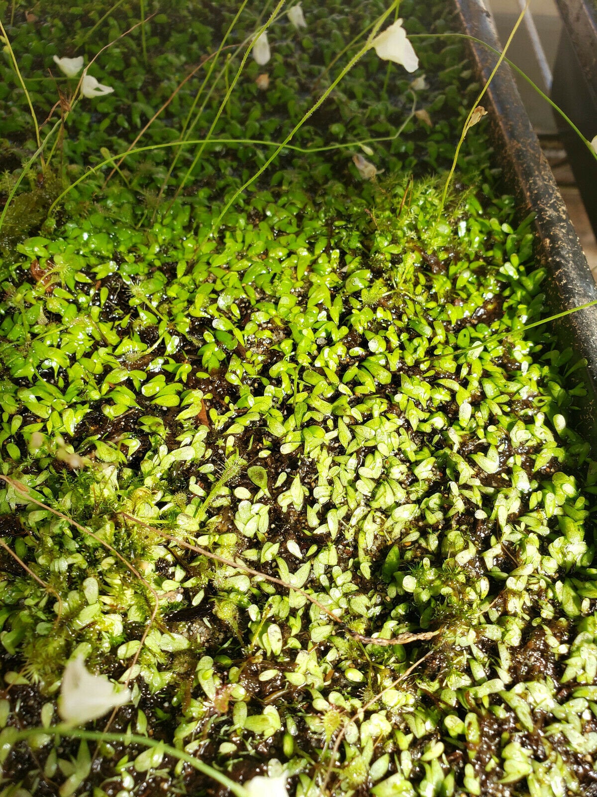 Utricularia livida/ 1" plug   -Live carnivorous plant- - -Rainbow Carnivorous Plants LLC