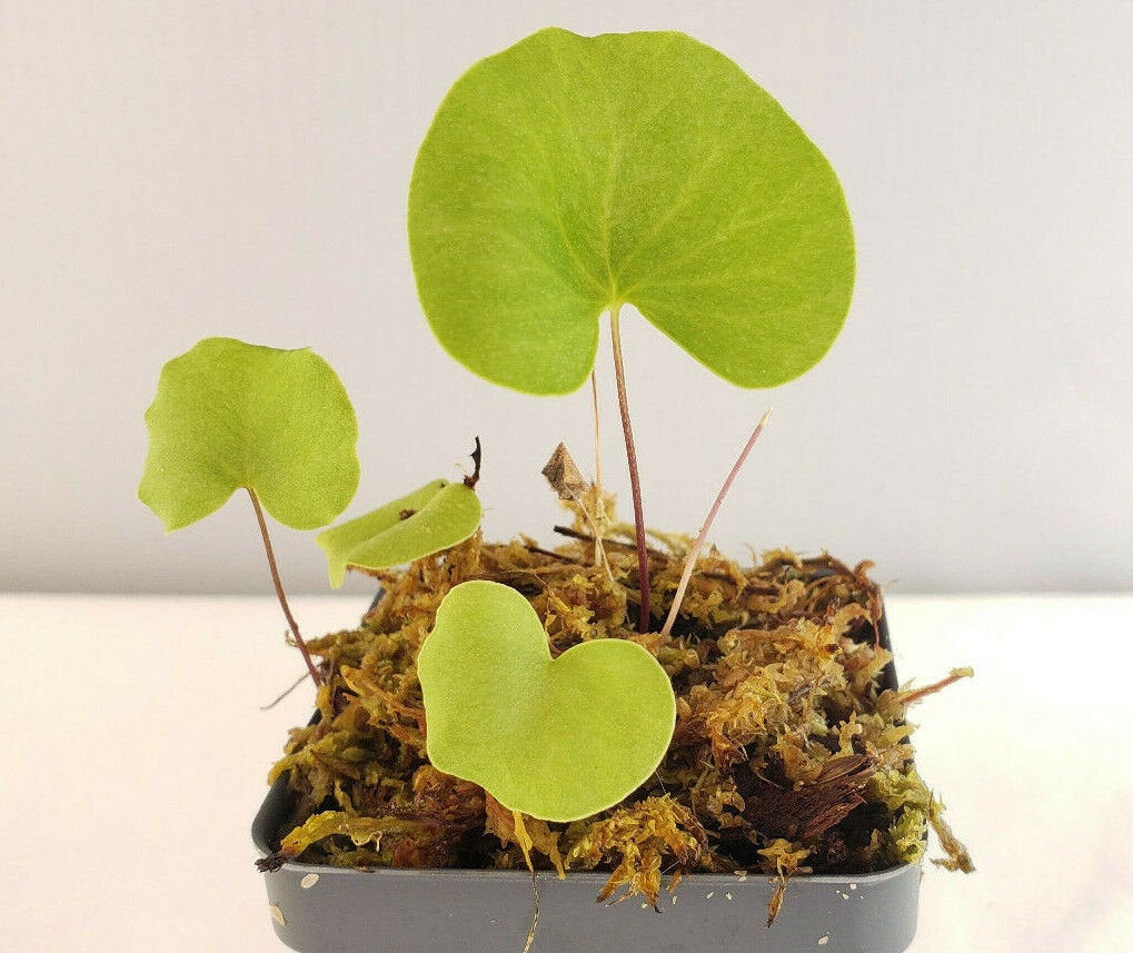 Utricularia reniformis f. courte   -Live carnivorous plant- - -Rainbow Carnivorous Plants LLC