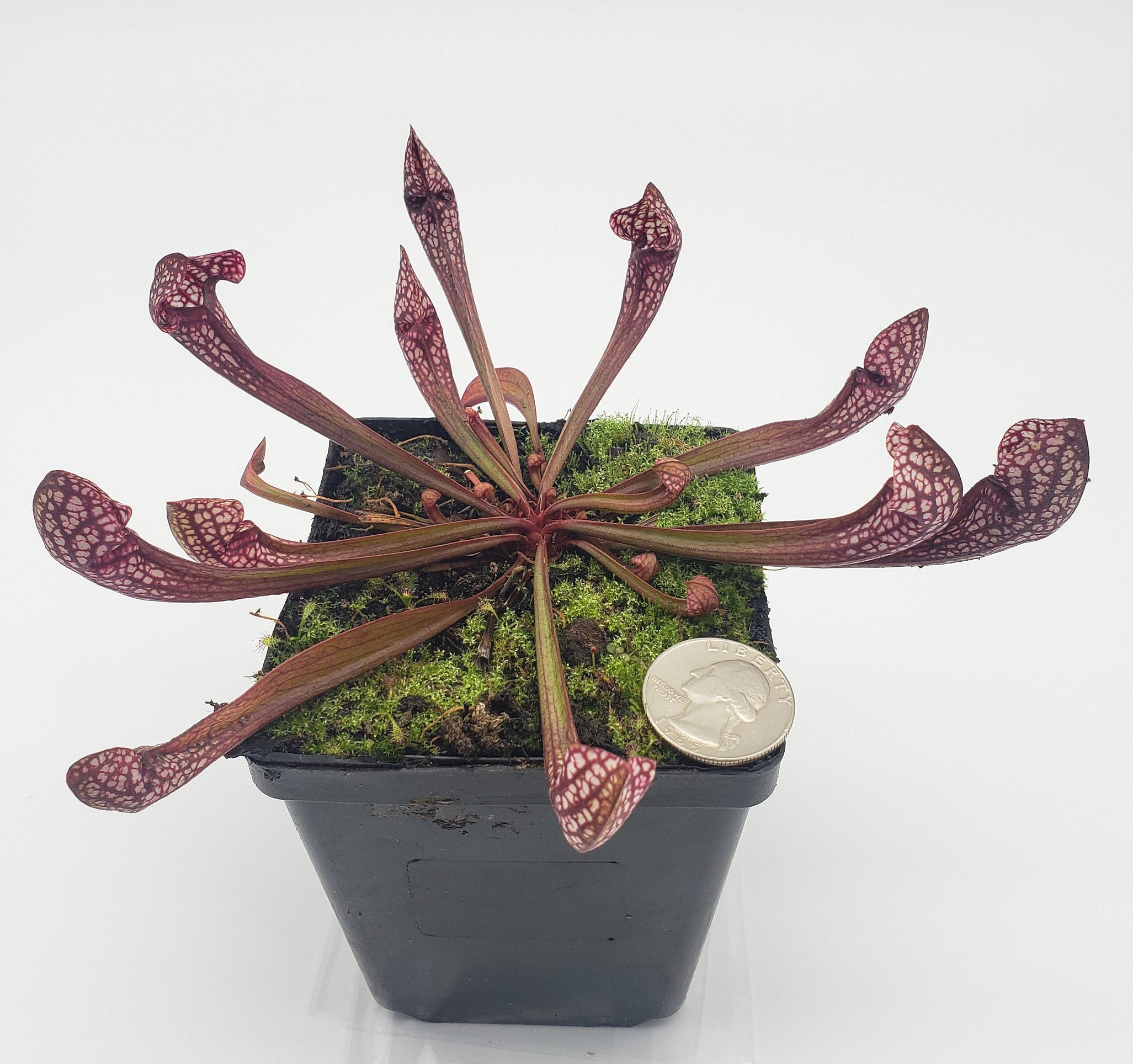 Sarracenia 'Scarlet Belle'   -Live carnivorous plant- - -Rainbow Carnivorous Plants LLC