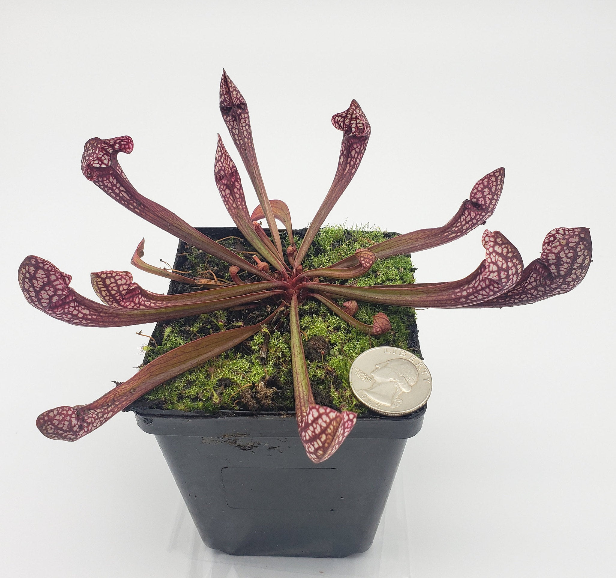 Sarracenia 'Scarlet Belle'   -Live carnivorous plant- - Rainbow Carnivorous Plants LLC