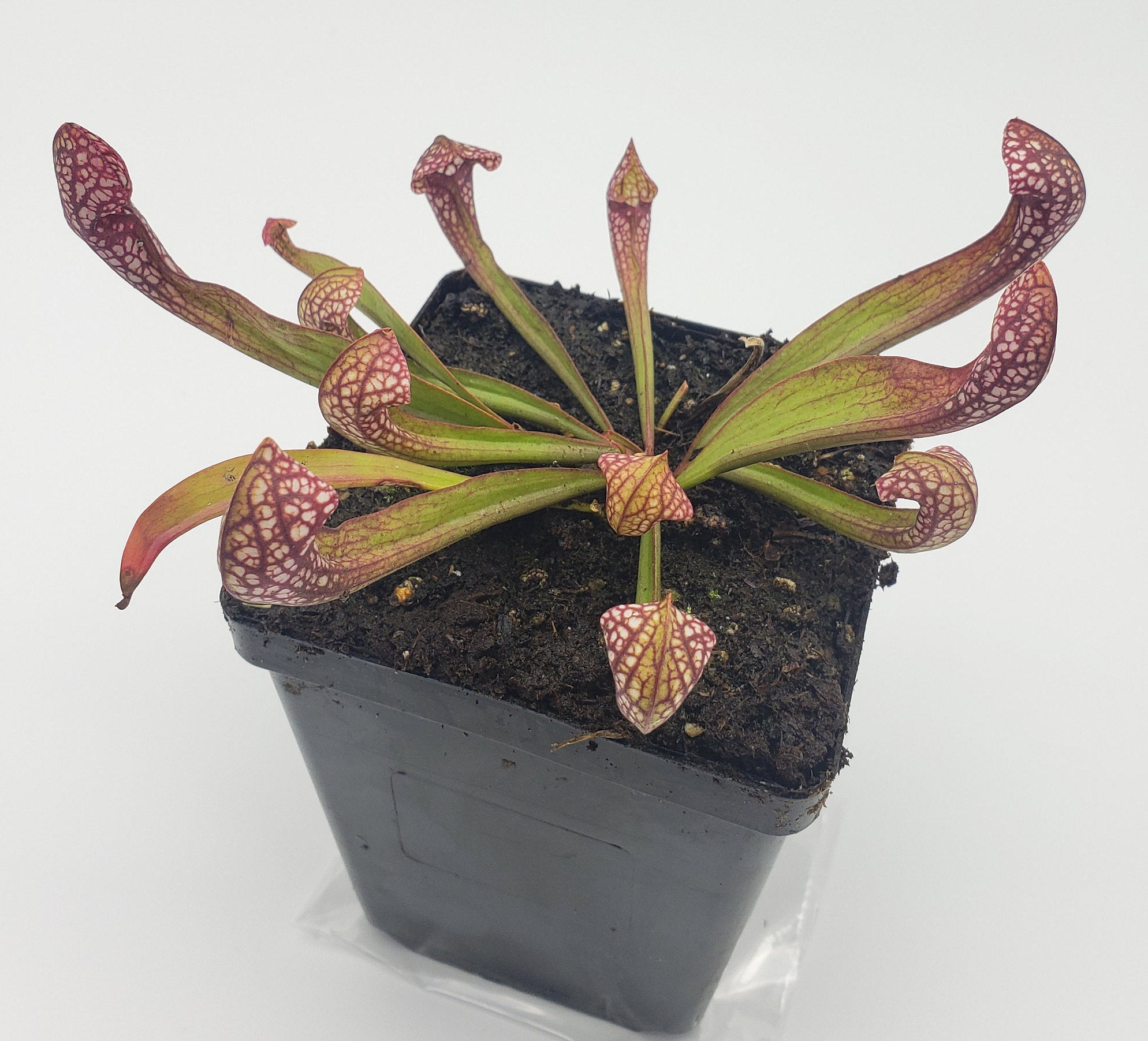 Sarracenia 'Scarlet Belle'   -Live carnivorous plant- - -Rainbow Carnivorous Plants LLC