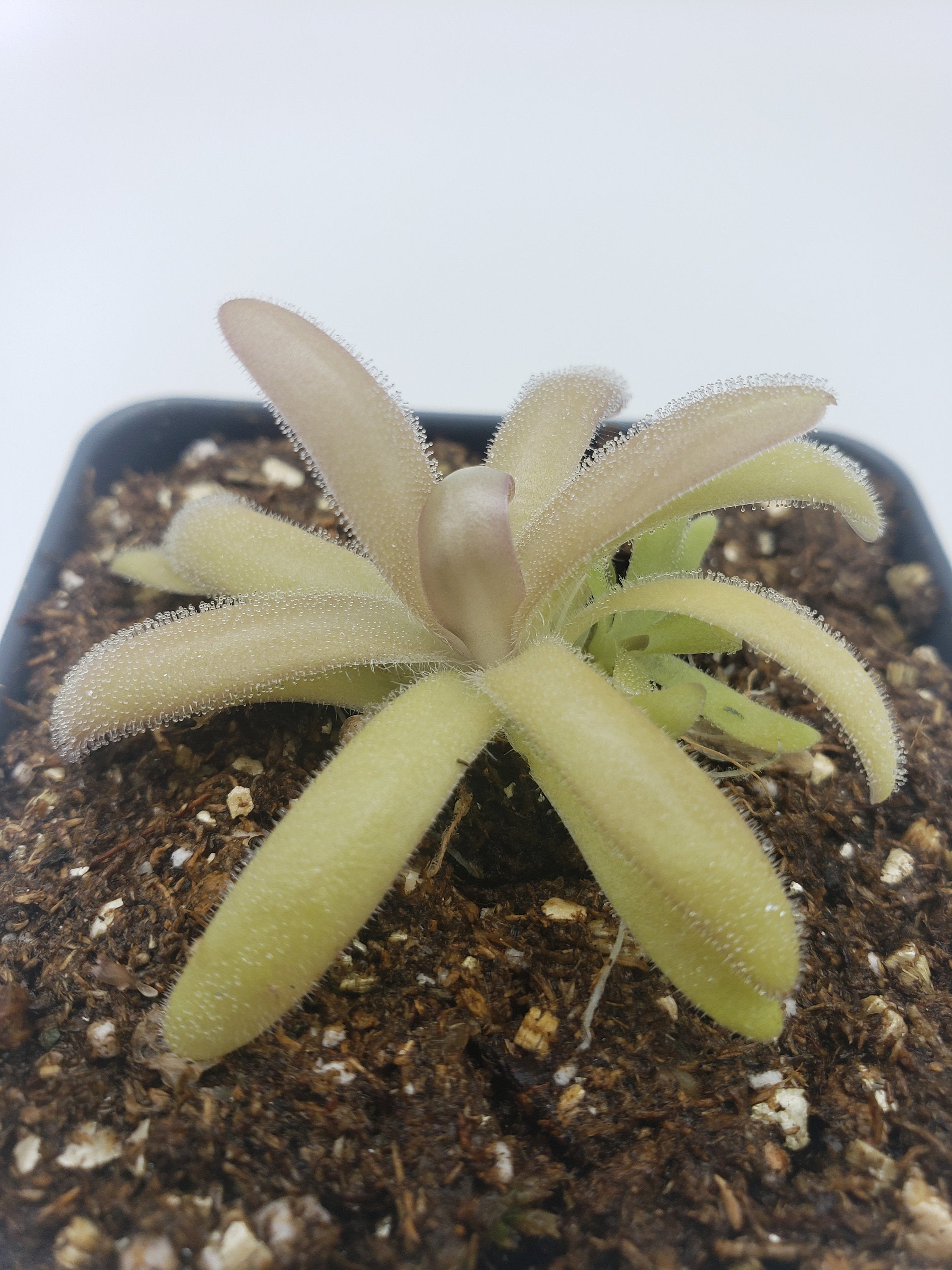 Pinguicula agnata x gypsicola -Butterworts -Rainbow Carnivorous Plants LLC