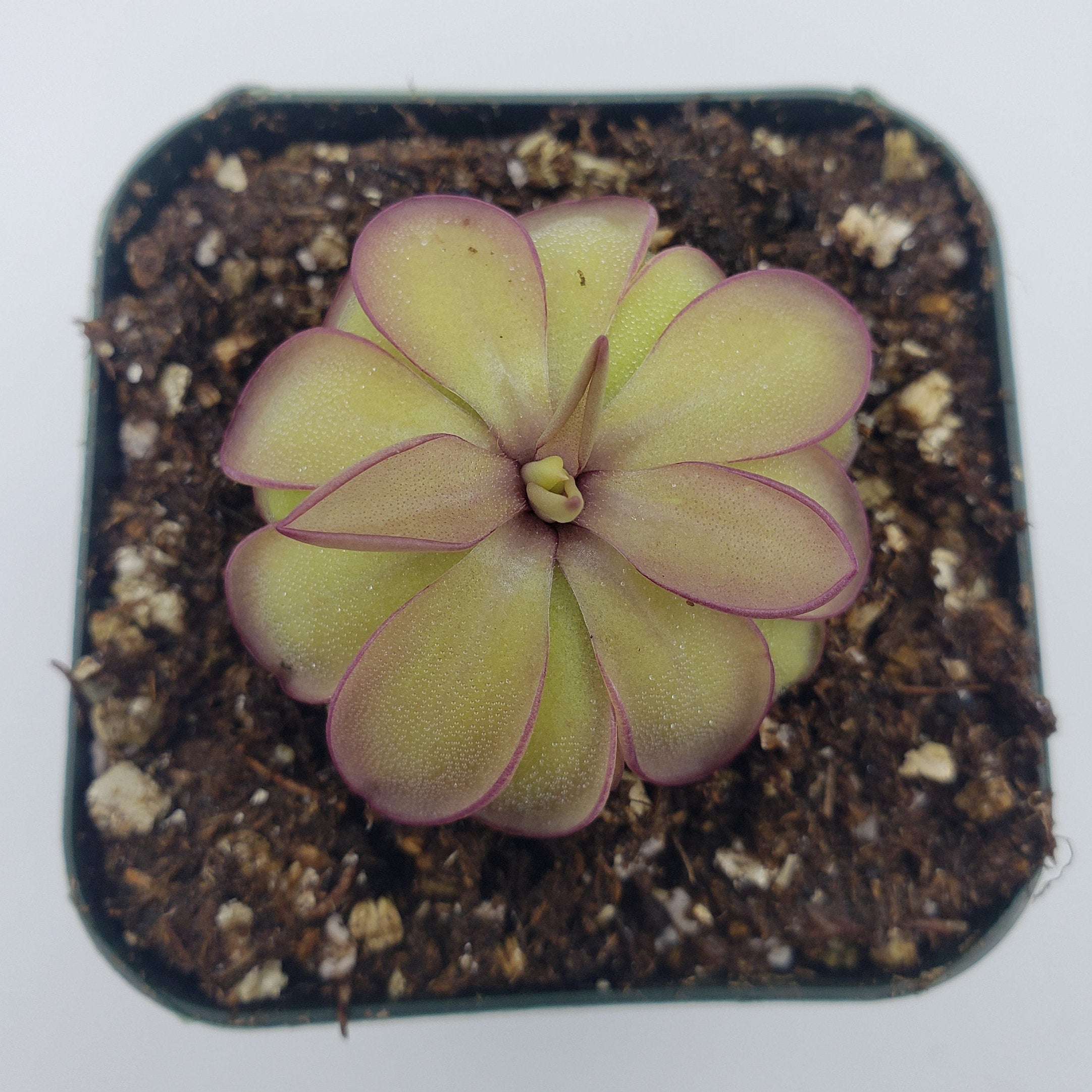 Pinguicula laueana x emarginata -Butterworts -Rainbow Carnivorous Plants LLC