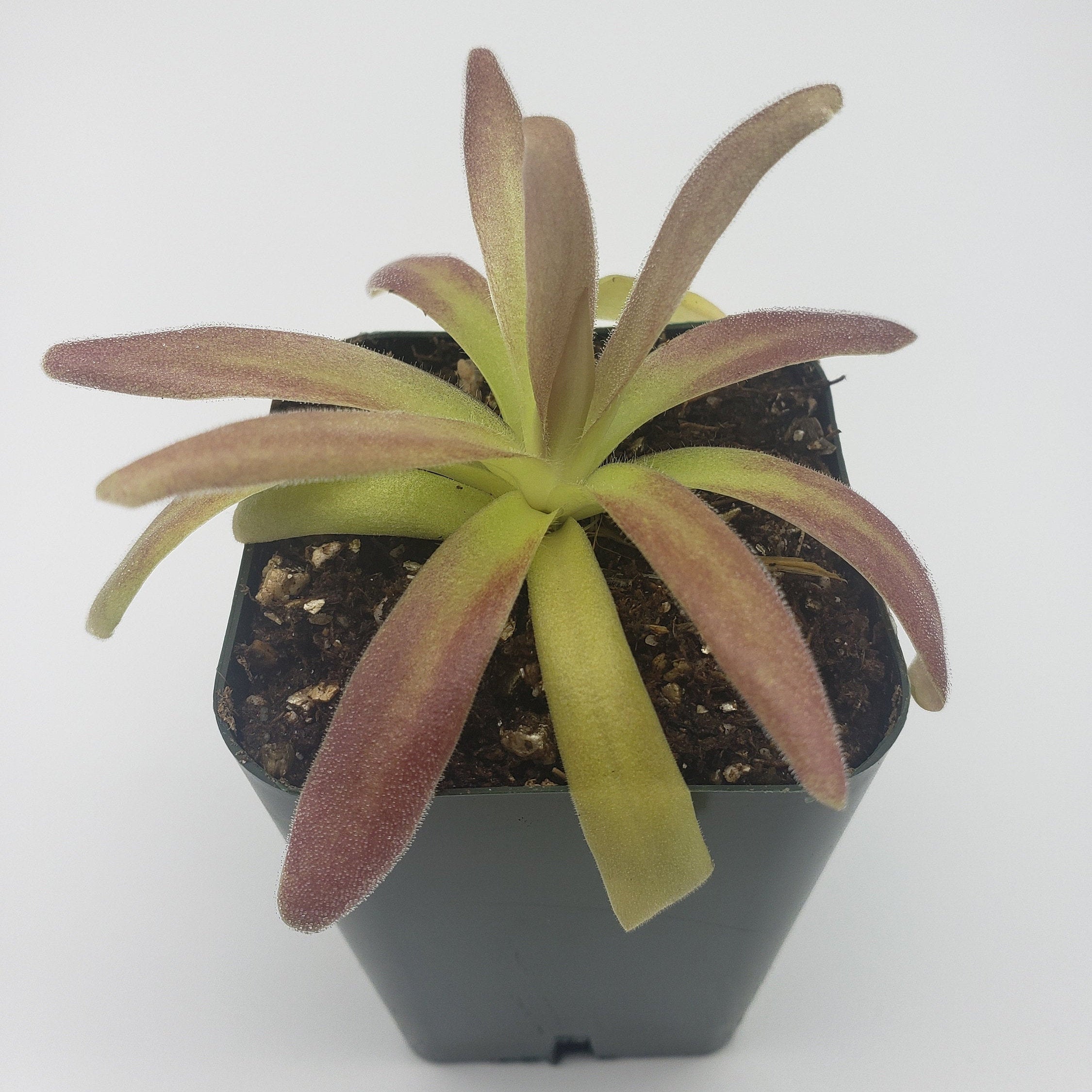 Pinguicula agnata 'El Lobo' x moctezumae -Butterworts -Rainbow Carnivorous Plants LLC