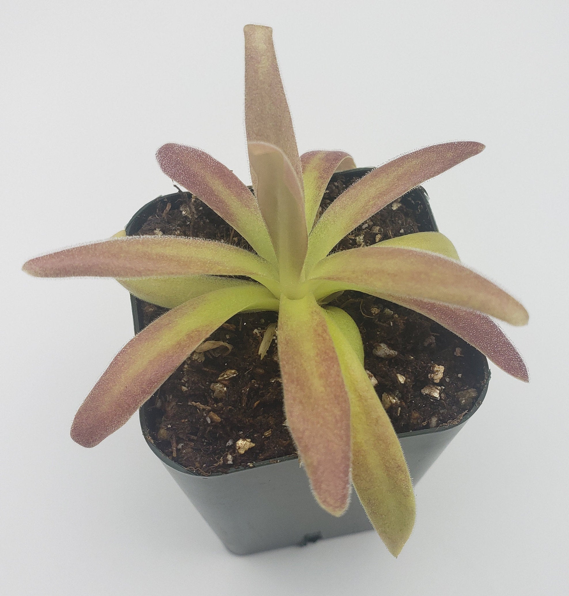 Pinguicula agnata 'El Lobo' x moctezumae -Butterworts -Rainbow Carnivorous Plants LLC