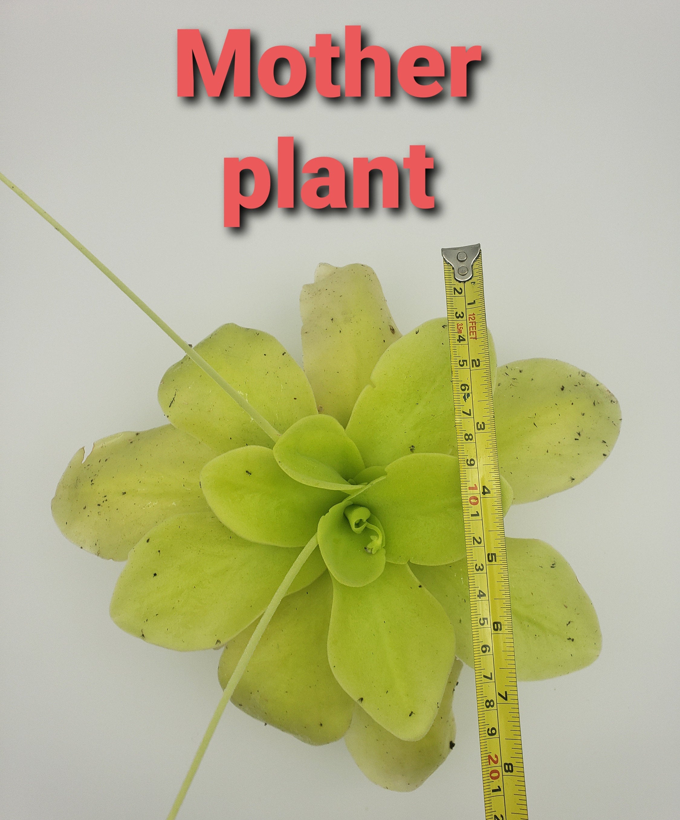 Pinguicula gigantea -Butterworts -Rainbow Carnivorous Plants LLC