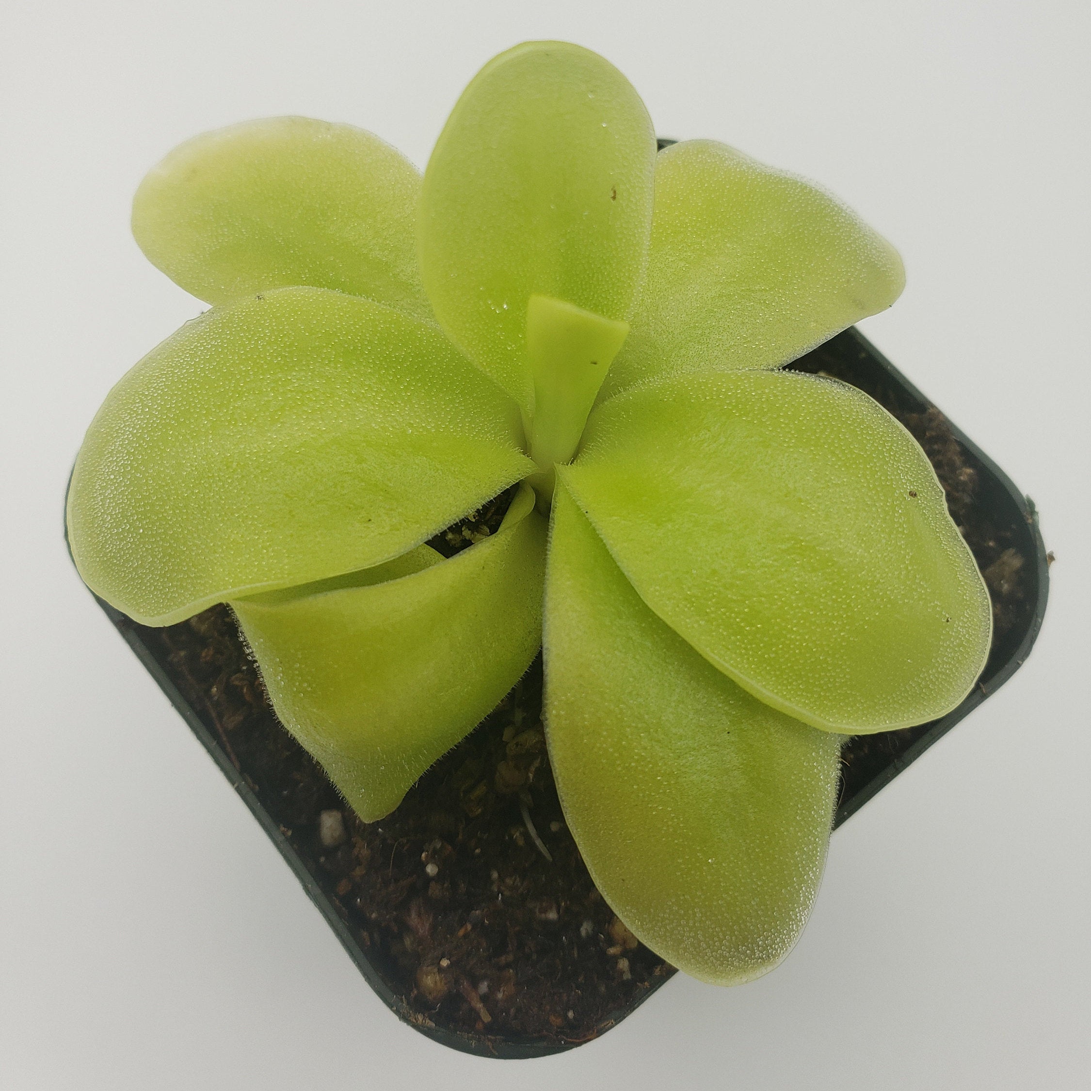 Pinguicula gigantea x 'Huahuapan' -Butterworts -Rainbow Carnivorous Plants LLC