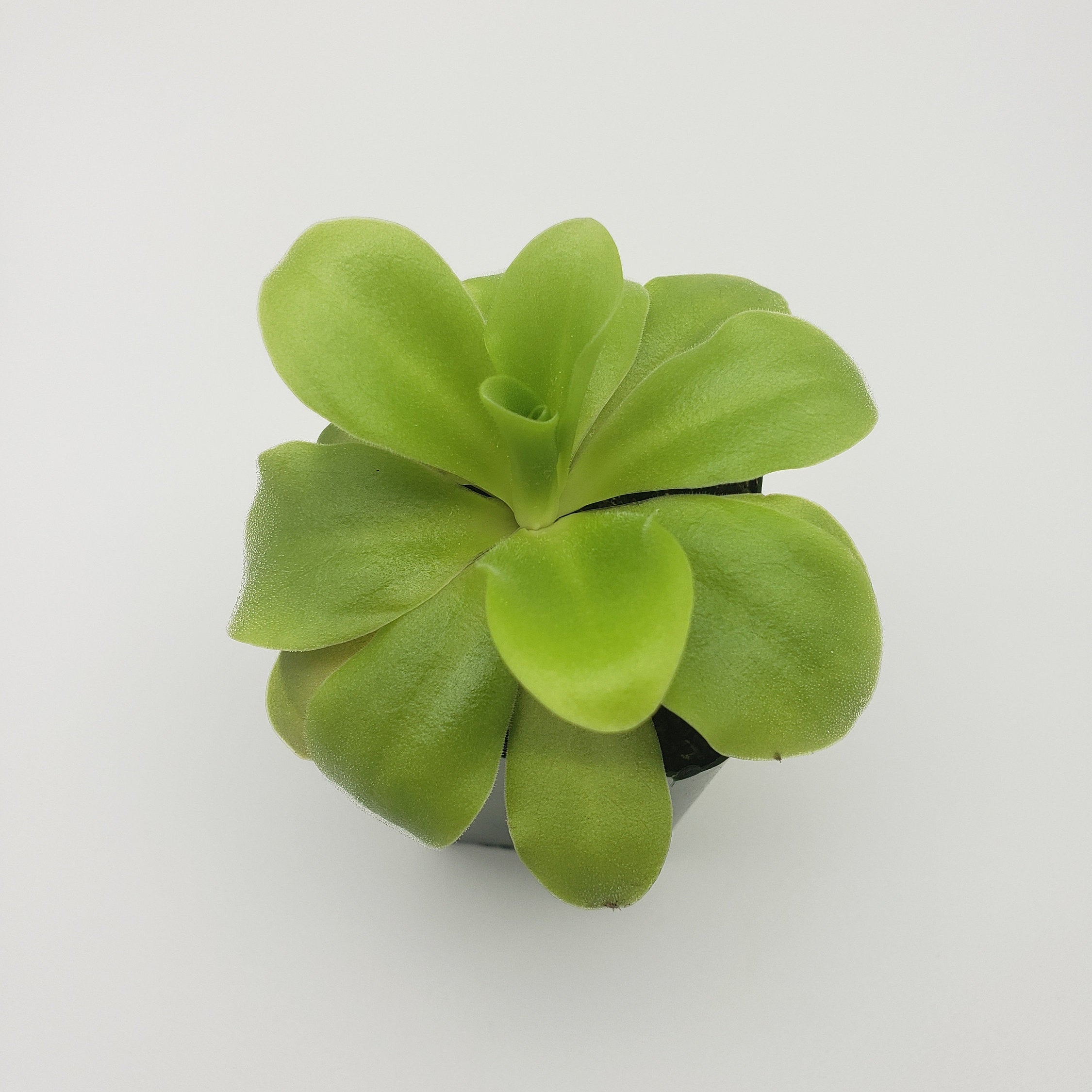 Pinguicula agnata 'El Lobo' x 'Huahuapan' -Butterworts -Rainbow Carnivorous Plants LLC
