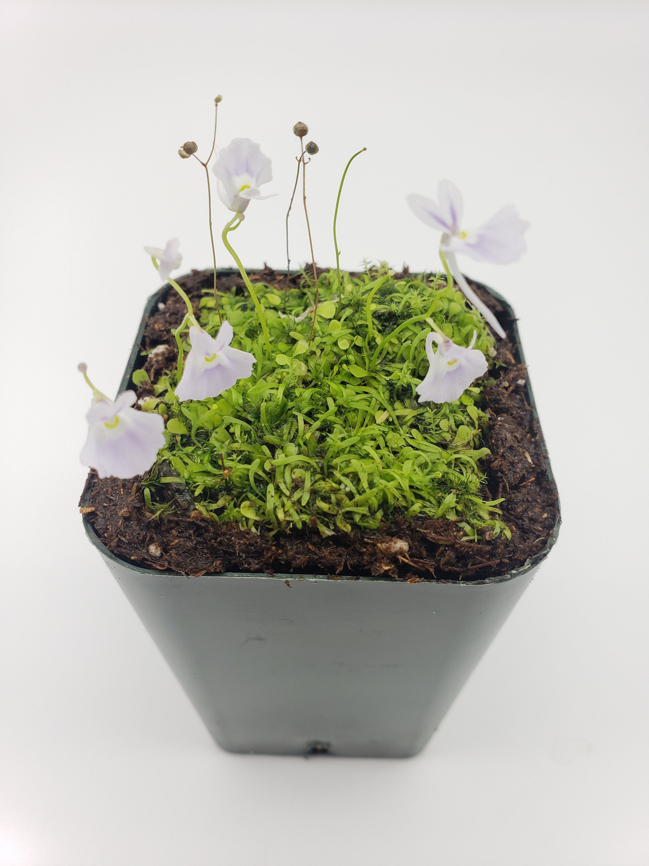 Utricularia sandersonii/ 1" plug   -Live carnivorous plant- - -Rainbow Carnivorous Plants LLC