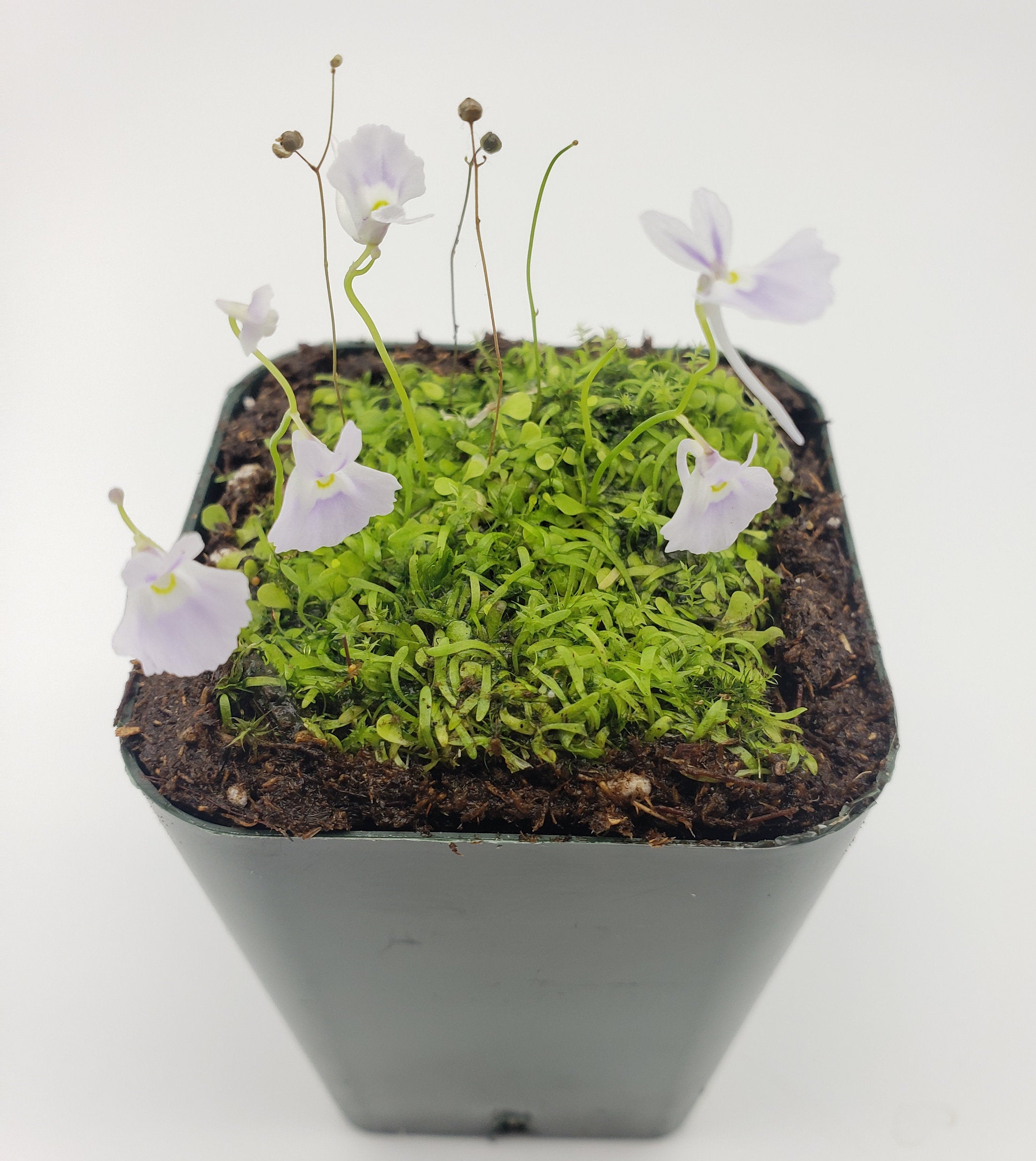 Utricularia sandersonii/ 1" plug   -Live carnivorous plant- - -Rainbow Carnivorous Plants LLC