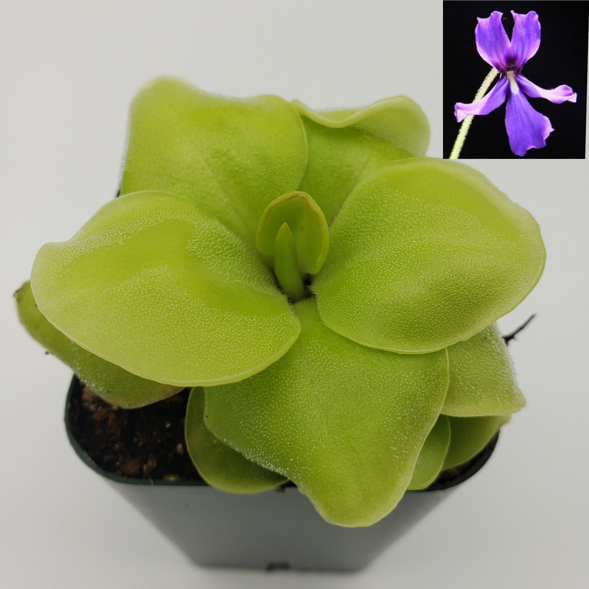 Pinguicula Huahuapan -Butterworts -Rainbow Carnivorous Plants LLC