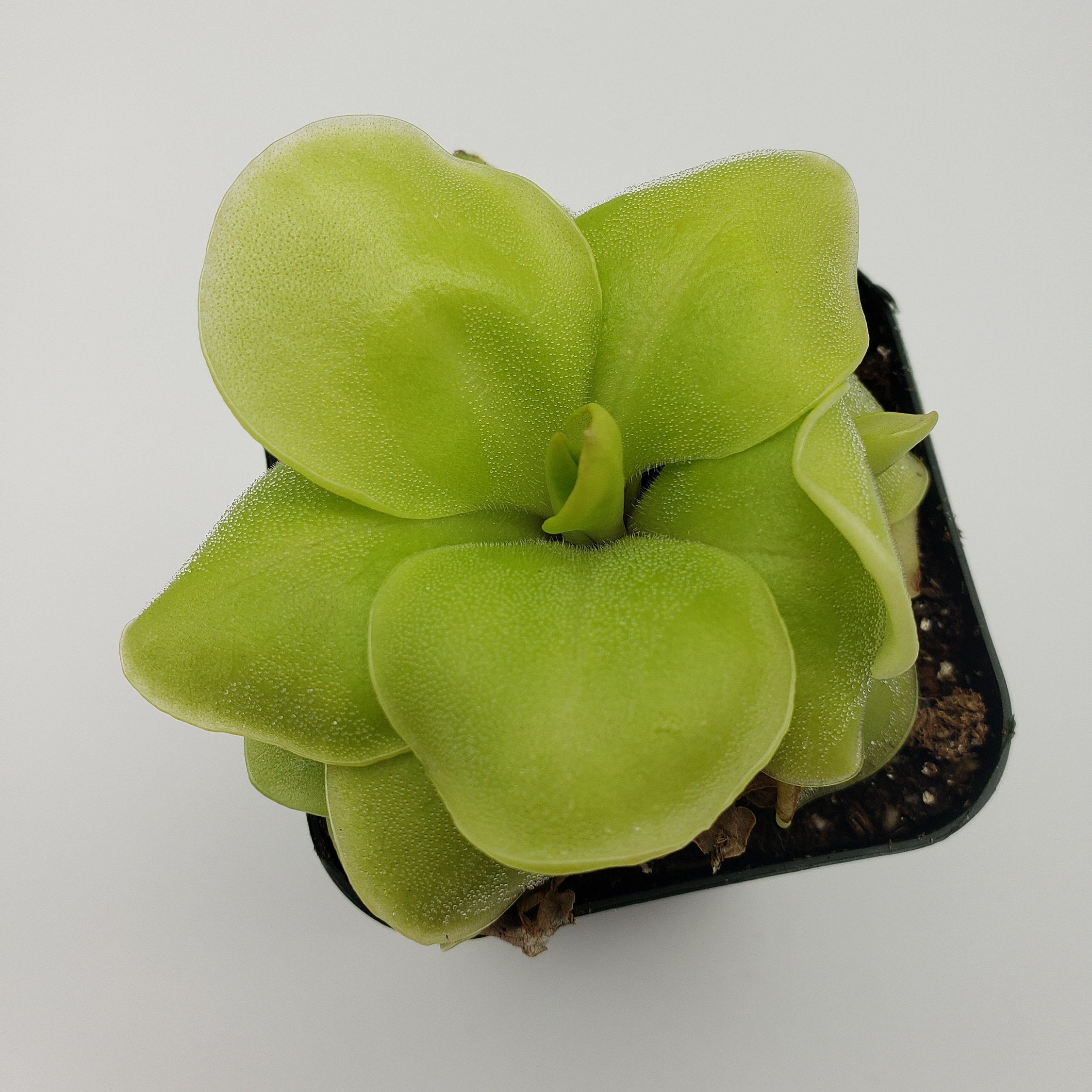 Pinguicula Huahuapan -Butterworts -Rainbow Carnivorous Plants LLC