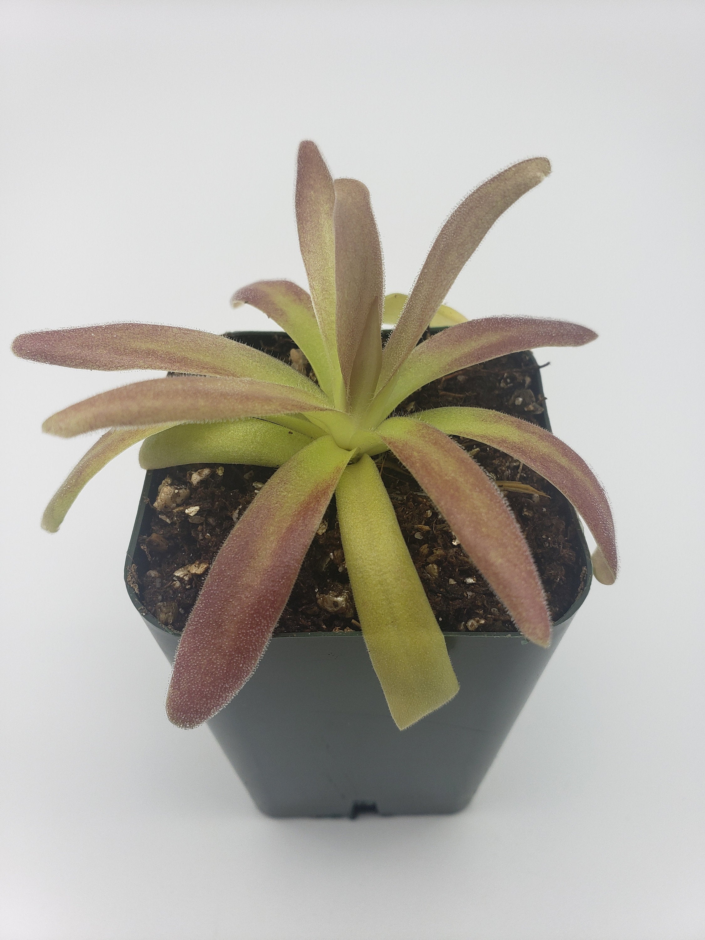 Pinguicula agnata 'El Lobo' x moctezumae -Butterworts -Rainbow Carnivorous Plants LLC