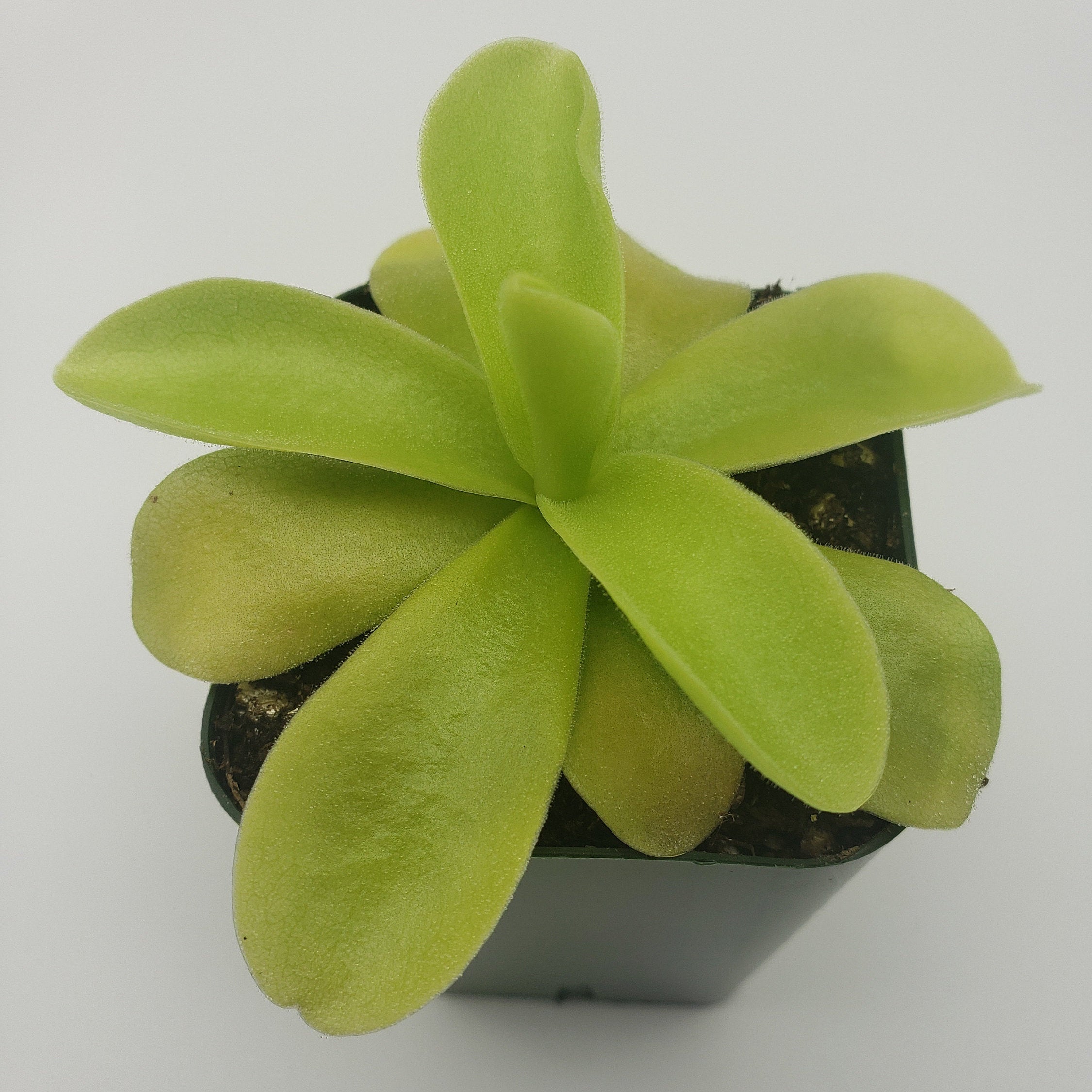 Pinguicula gigantea [Fungus gnat catcher]   -Live carnivorous plant- - Rainbow Carnivorous Plants LLC