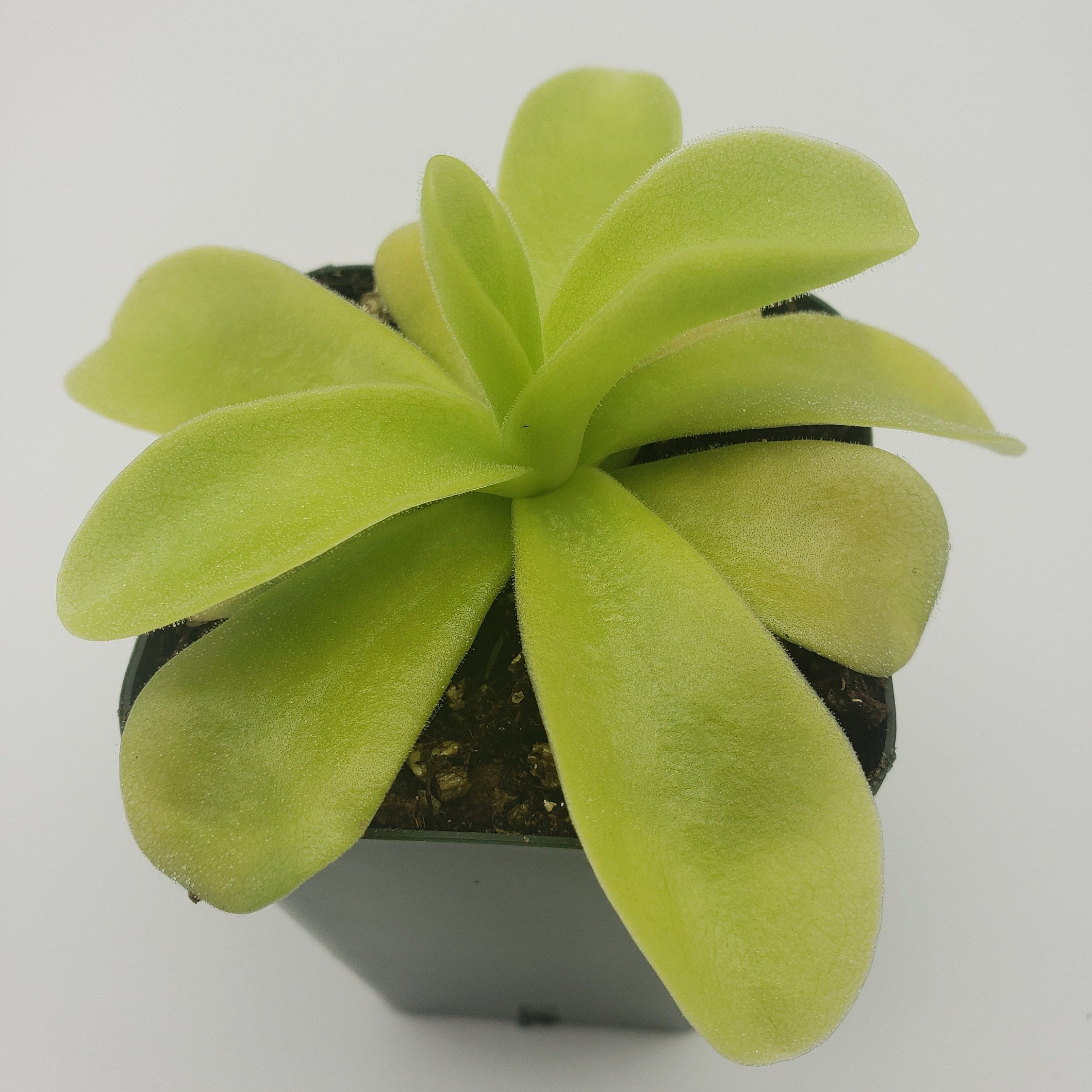 Pinguicula gigantea -Butterworts -Rainbow Carnivorous Plants LLC