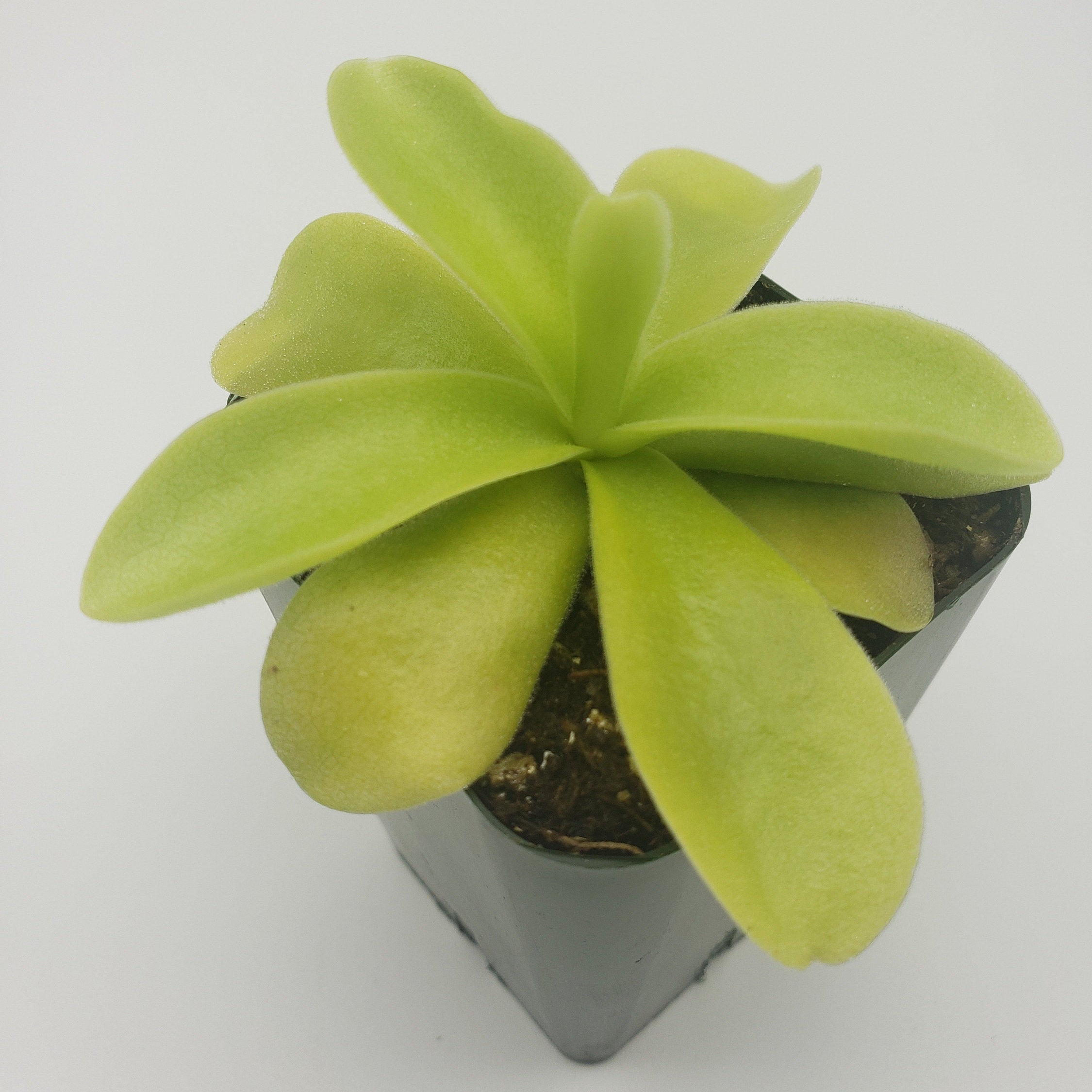 Pinguicula gigantea -Butterworts -Rainbow Carnivorous Plants LLC