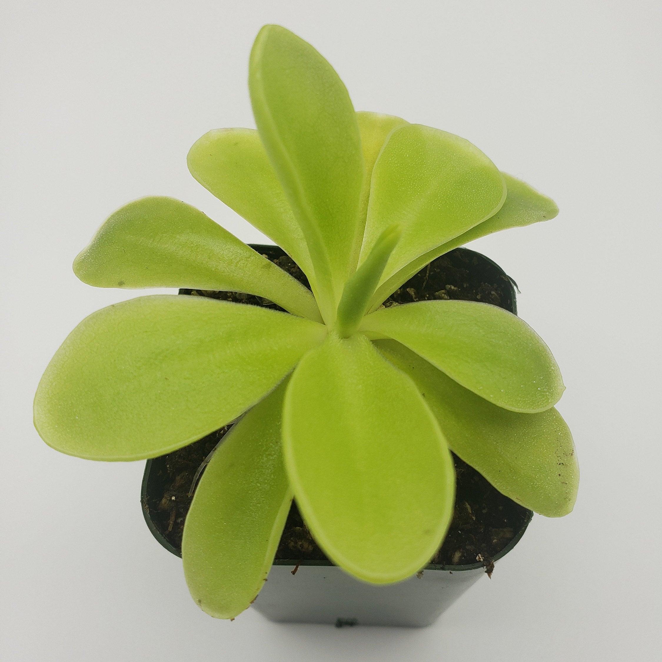 Pinguicula gigantea x 'Huahuapan' -Butterworts -Rainbow Carnivorous Plants LLC