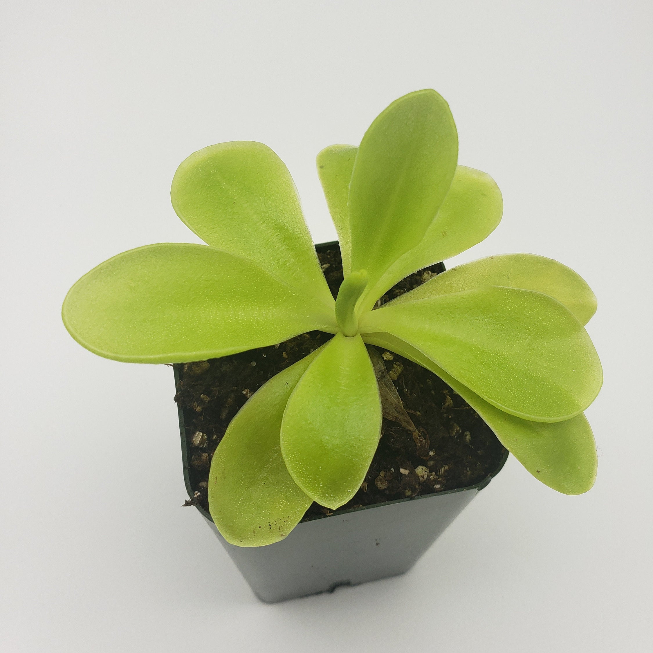 Pinguicula gigantea x 'Huahuapan' -Butterworts -Rainbow Carnivorous Plants LLC