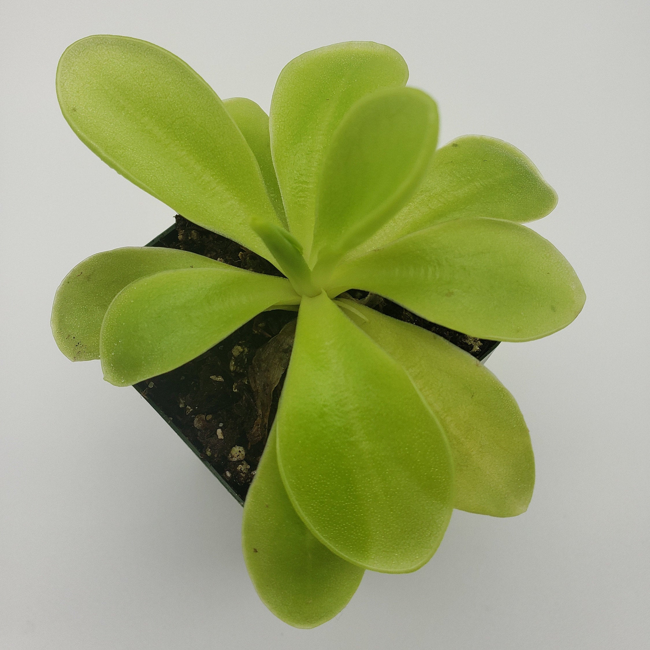 Pinguicula gigantea x 'Huahuapan' -Butterworts -Rainbow Carnivorous Plants LLC