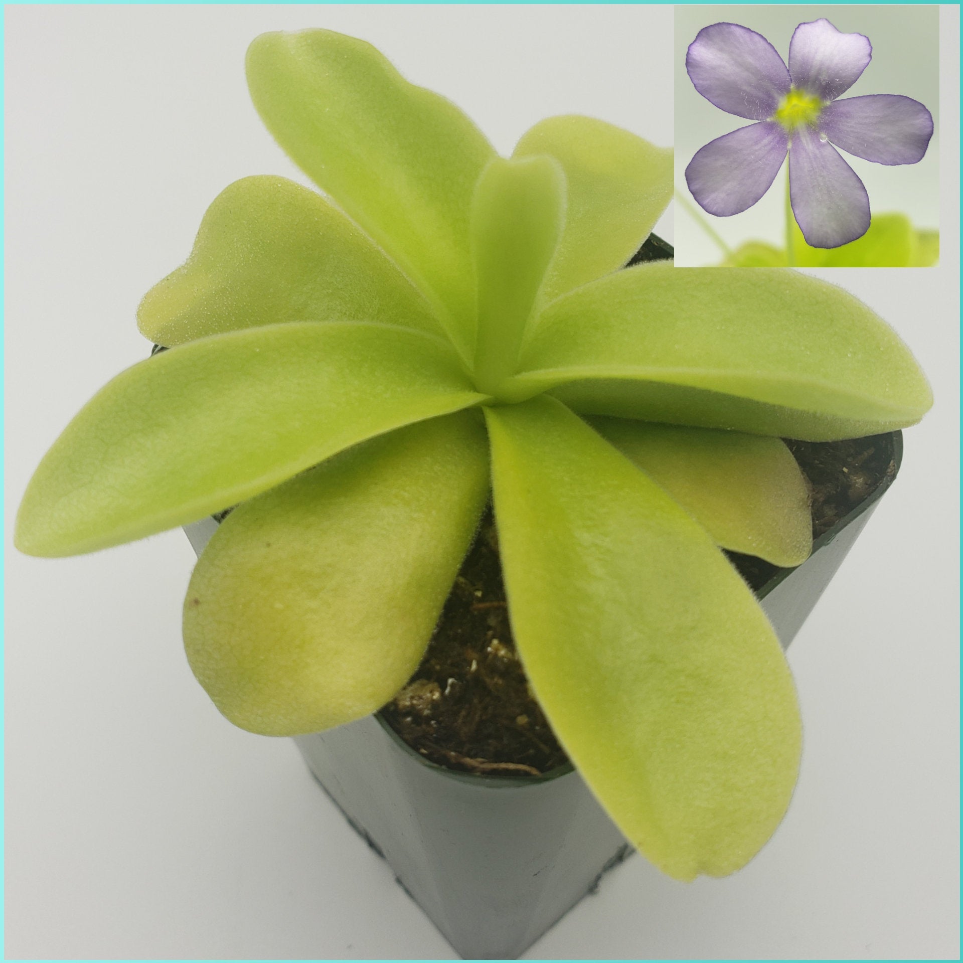 Pinguicula gigantea -Butterworts -Rainbow Carnivorous Plants LLC