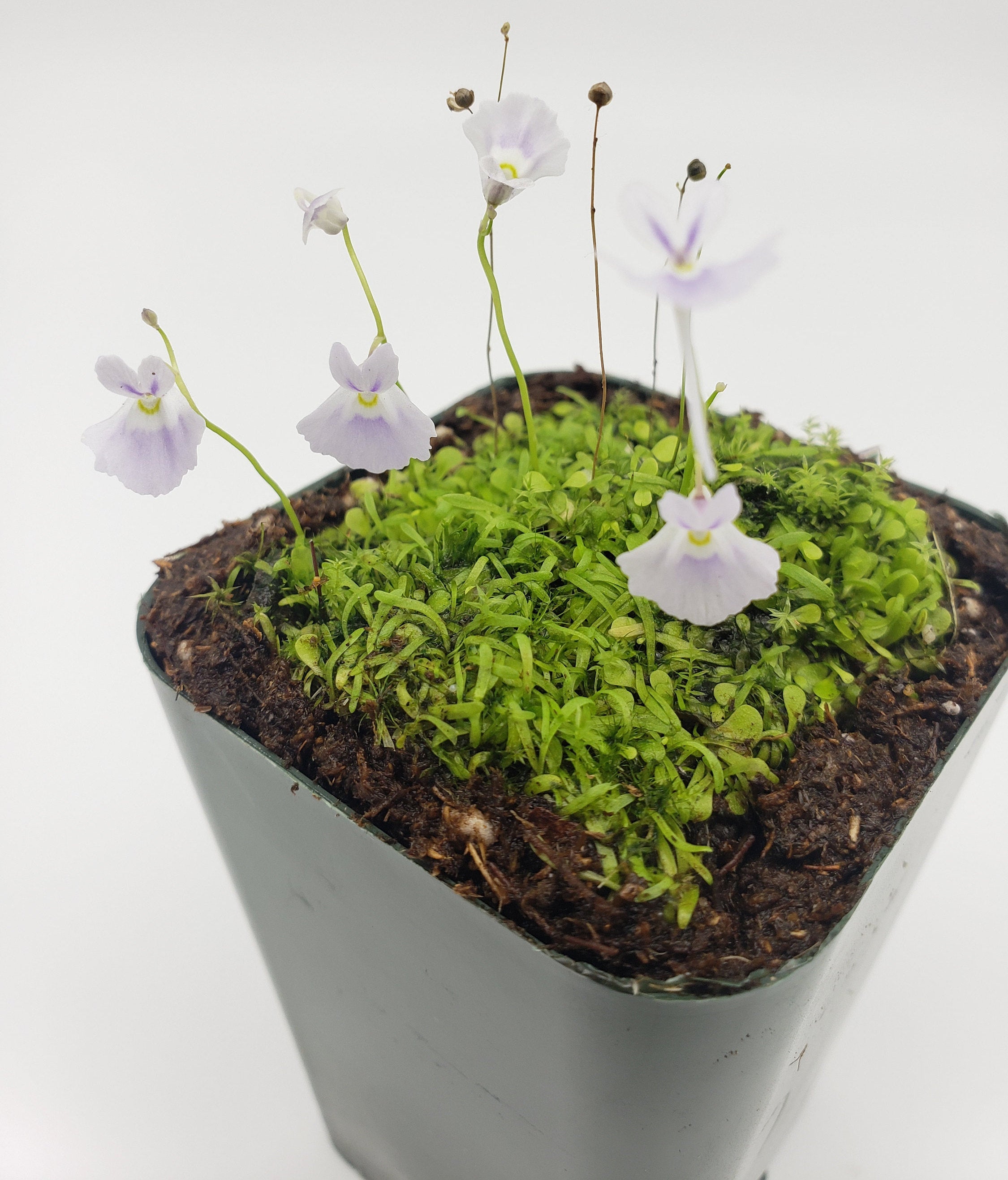 Utricularia sandersonii/ 1" plug   -Live carnivorous plant- - -Rainbow Carnivorous Plants LLC