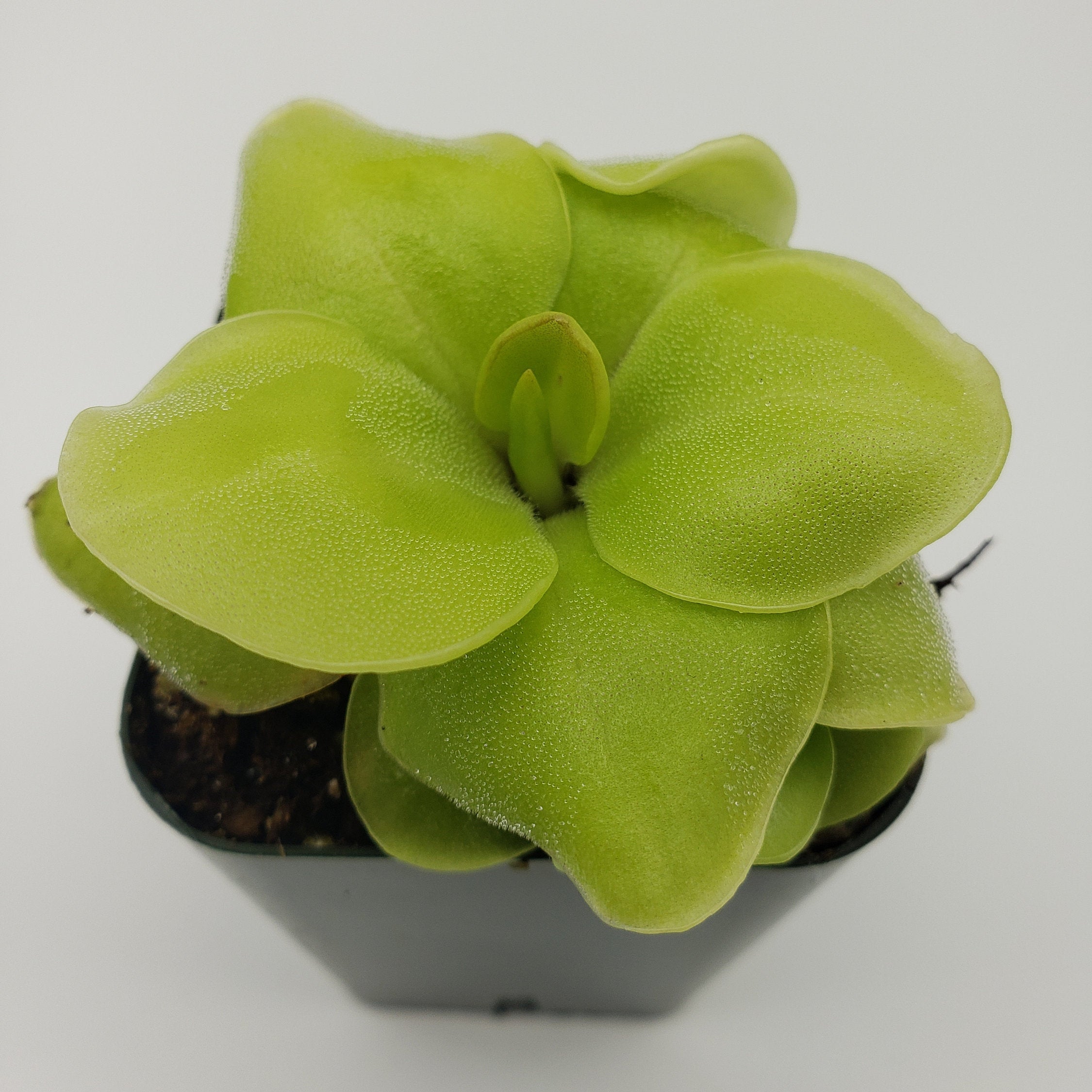 Pinguicula Huahuapan -Butterworts -Rainbow Carnivorous Plants LLC