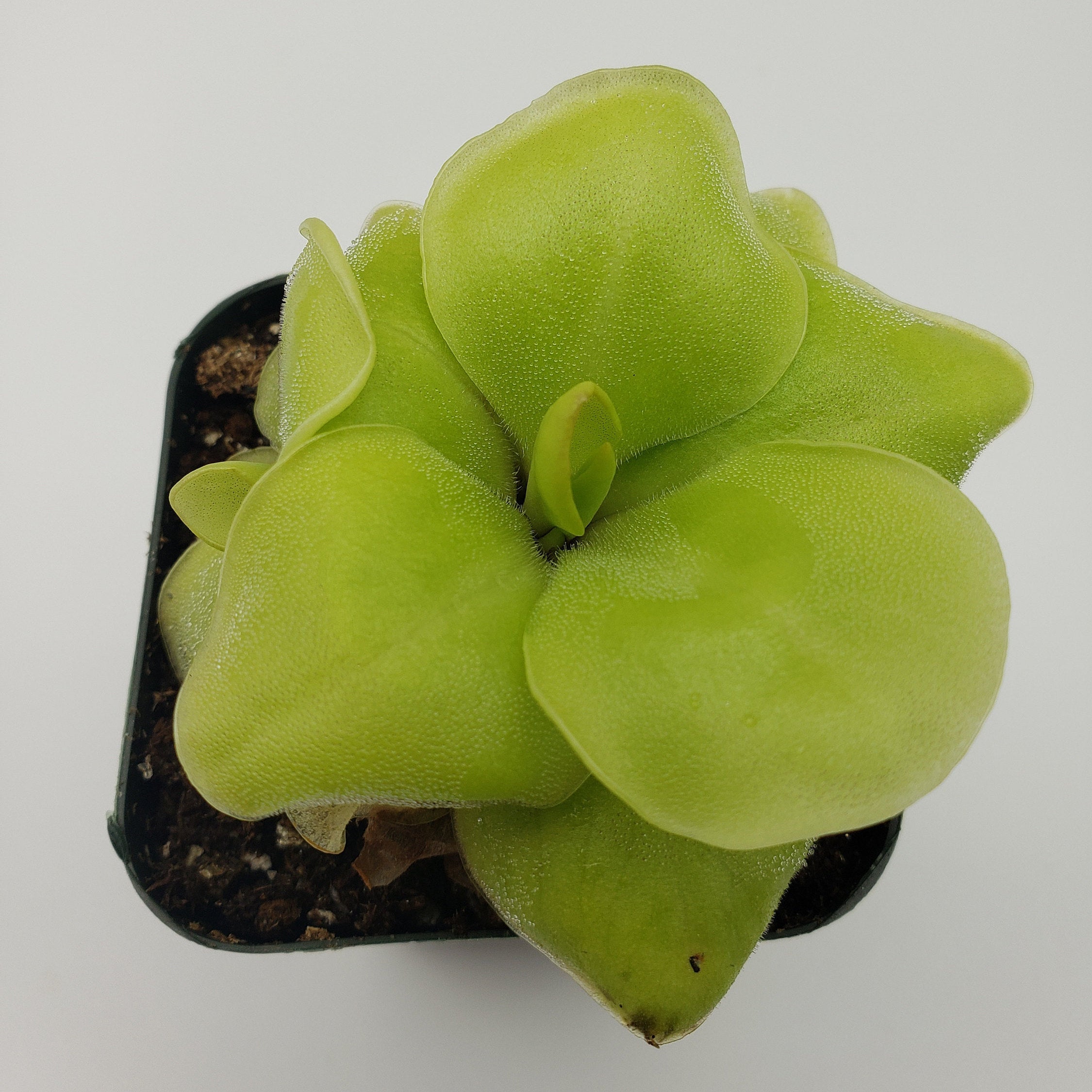 Pinguicula Huahuapan -Butterworts -Rainbow Carnivorous Plants LLC