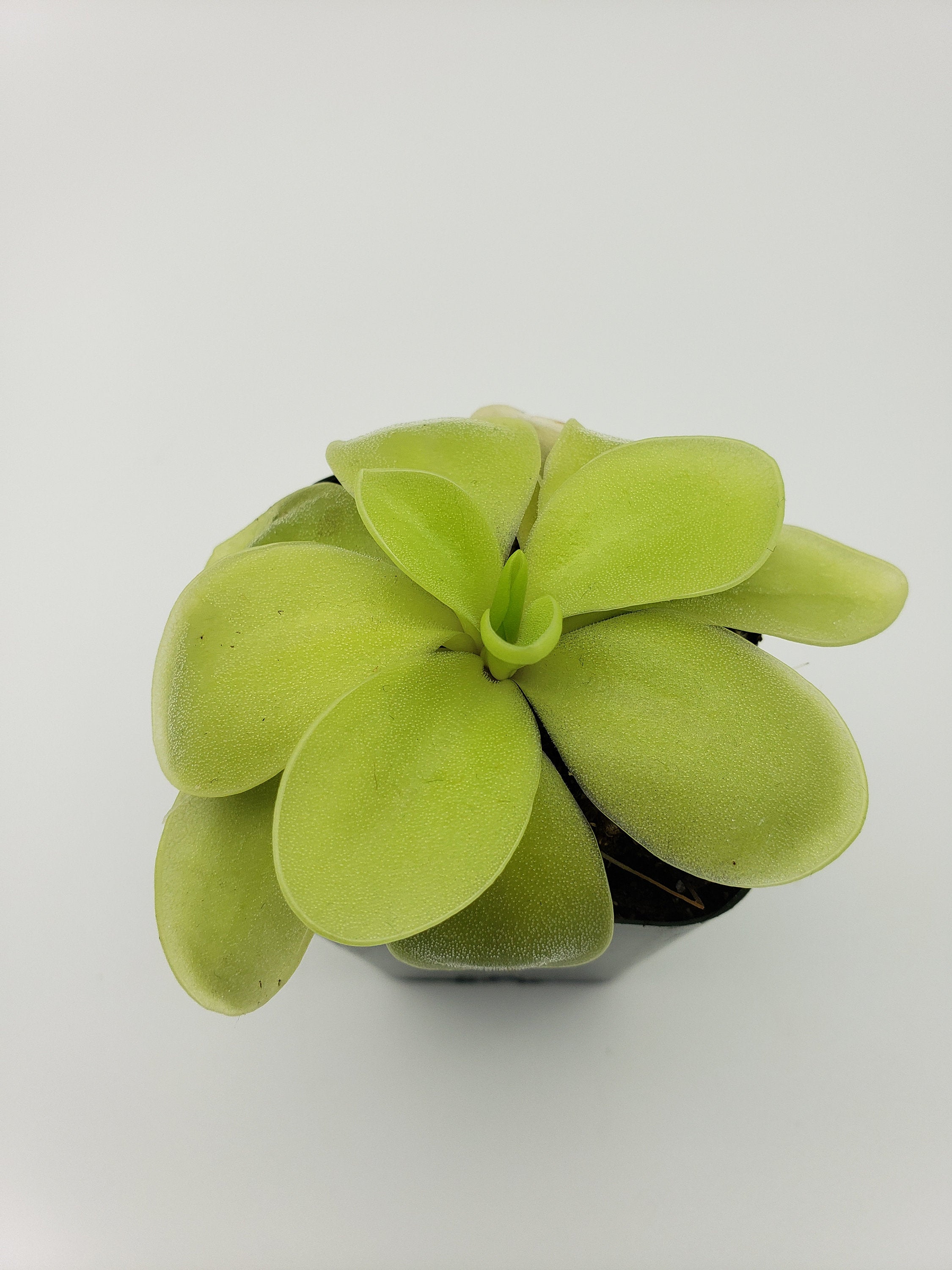 Pinguicula gigantea alba x 'Huahuapan' -Butterworts -Rainbow Carnivorous Plants LLC