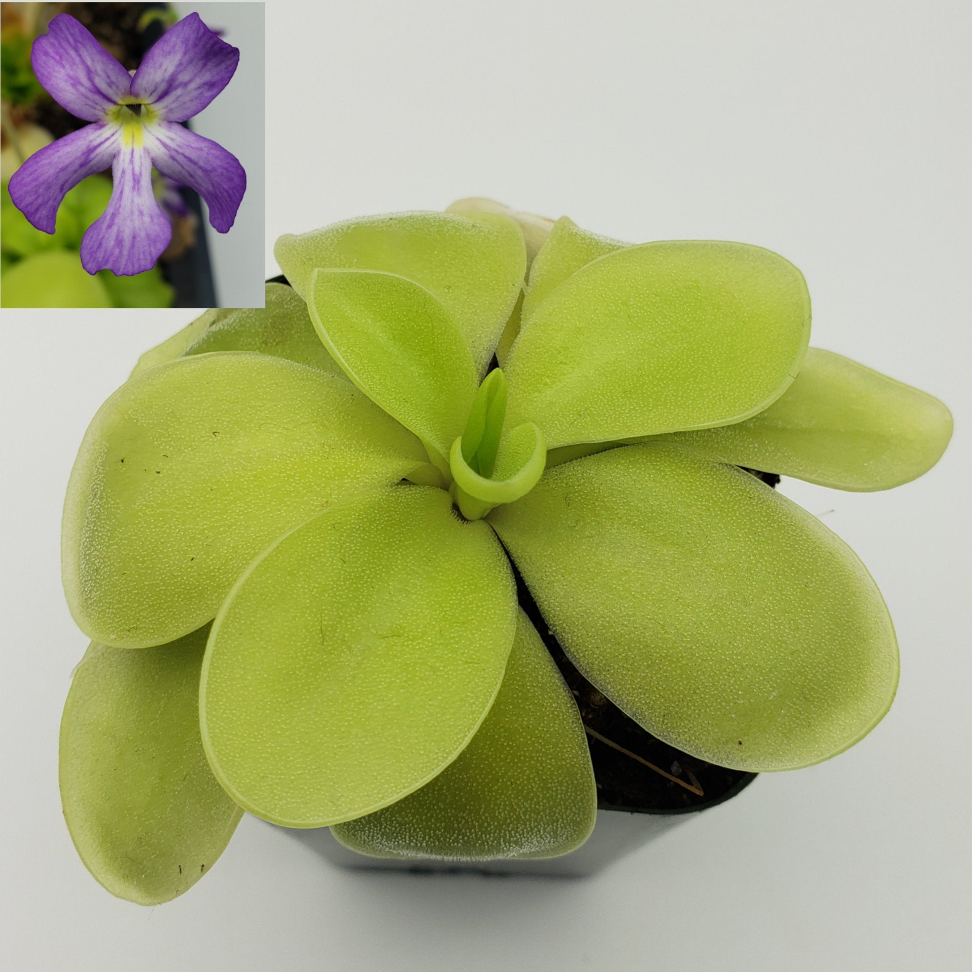 Pinguicula gigantea alba x 'Huahuapan' -Butterworts -Rainbow Carnivorous Plants LLC