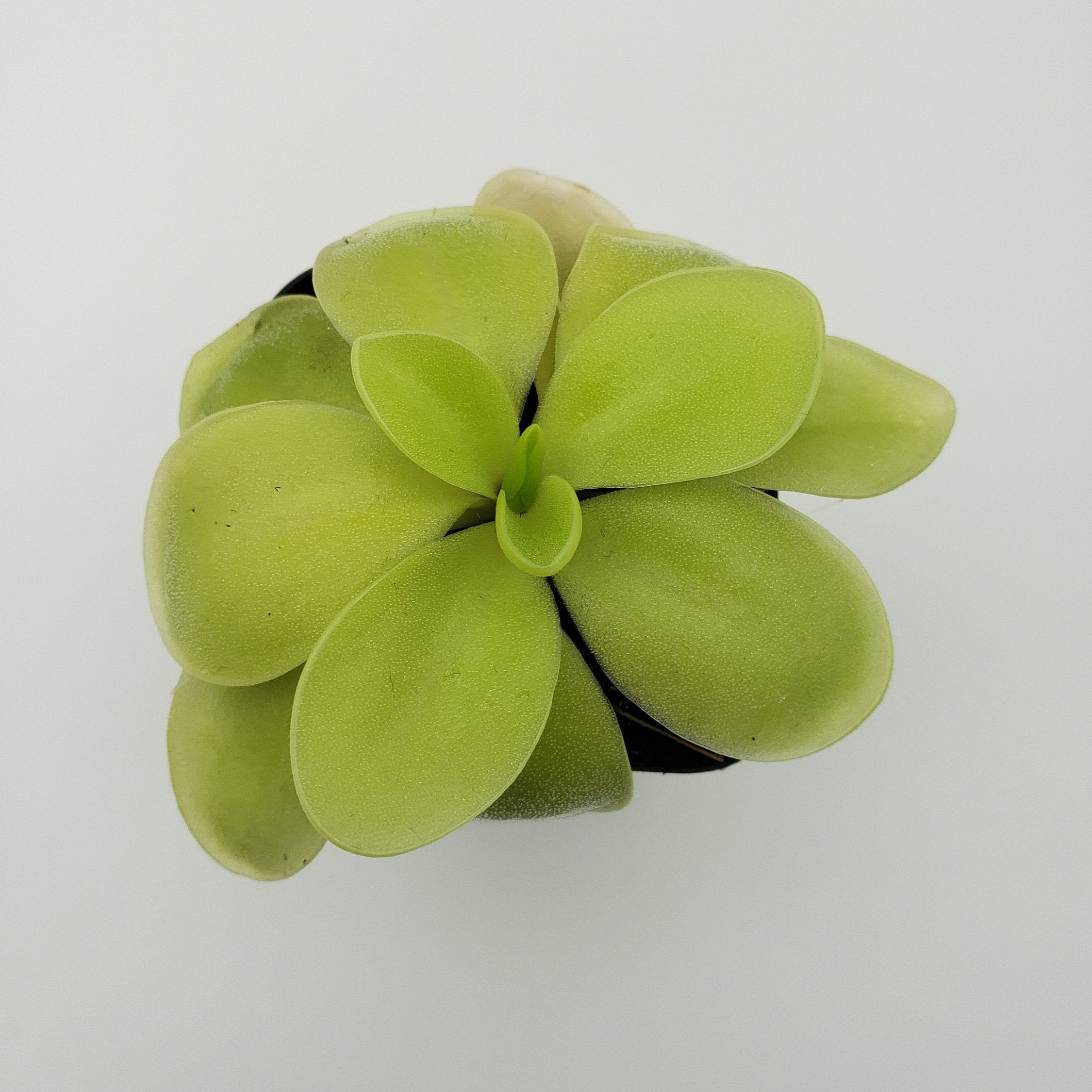 Pinguicula gigantea alba x 'Huahuapan' -Butterworts -Rainbow Carnivorous Plants LLC