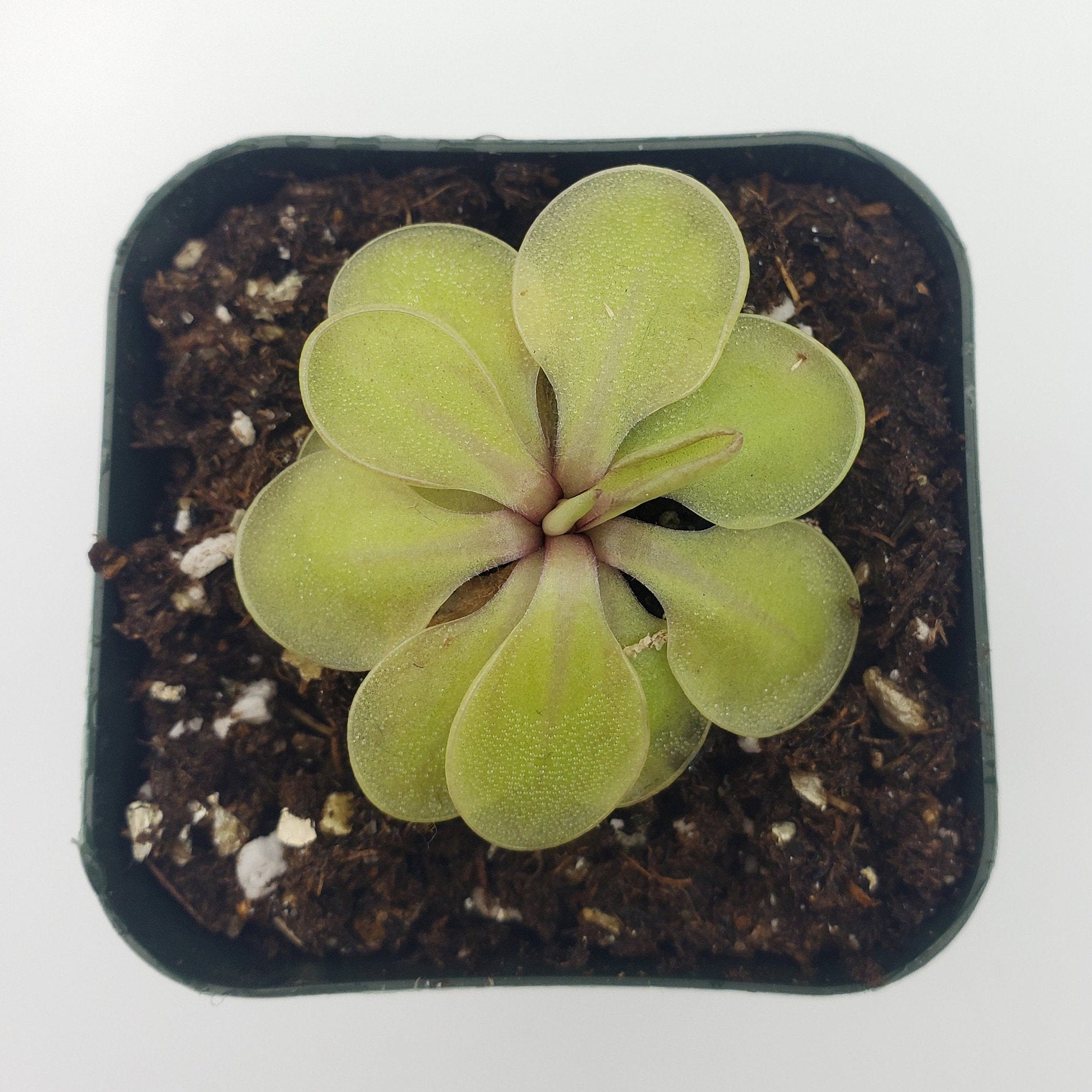 Pinguicula emarginata x 'Huahuapan' -Butterworts -Rainbow Carnivorous Plants LLC