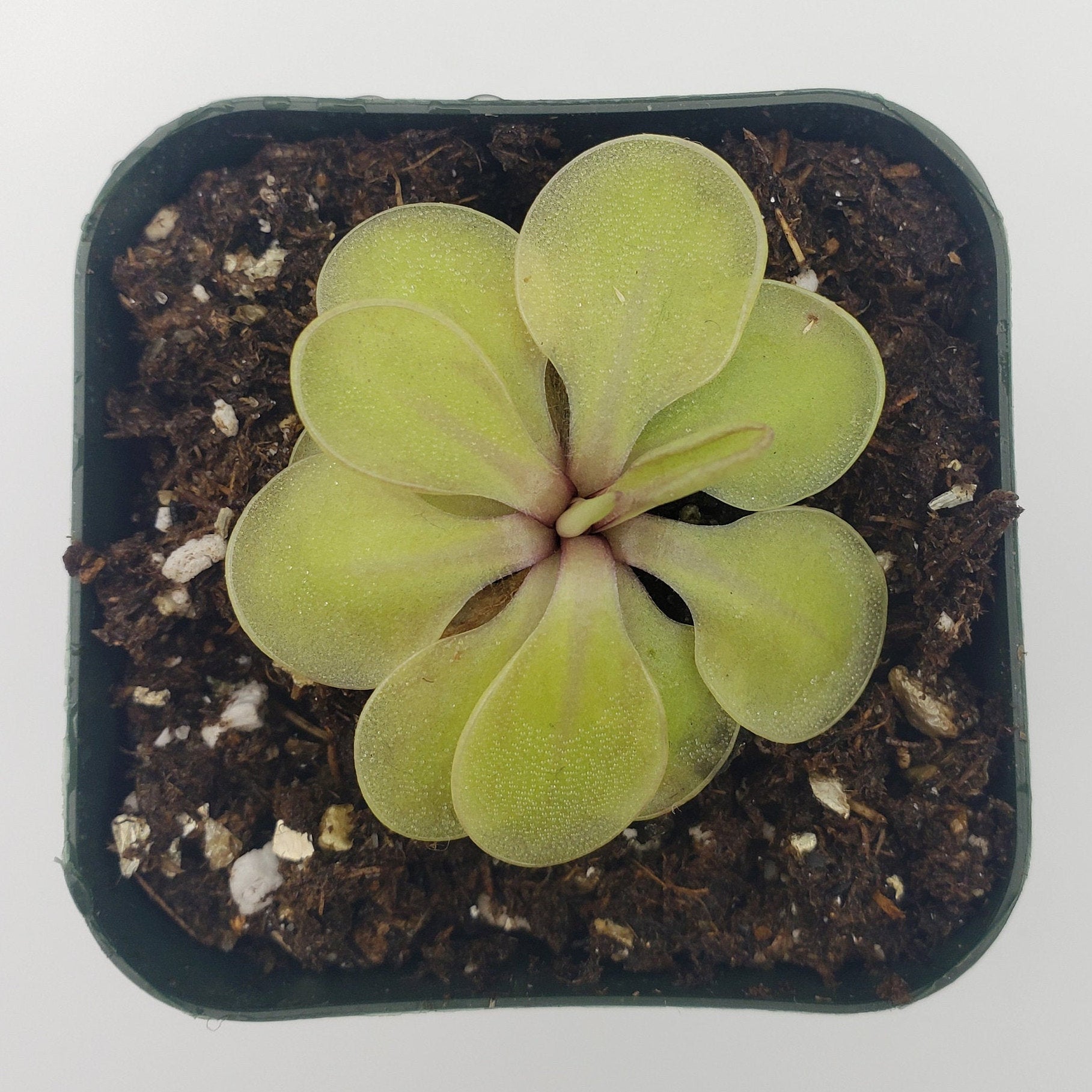 Pinguicula emarginata x 'Huahuapan' -Butterworts -Rainbow Carnivorous Plants LLC