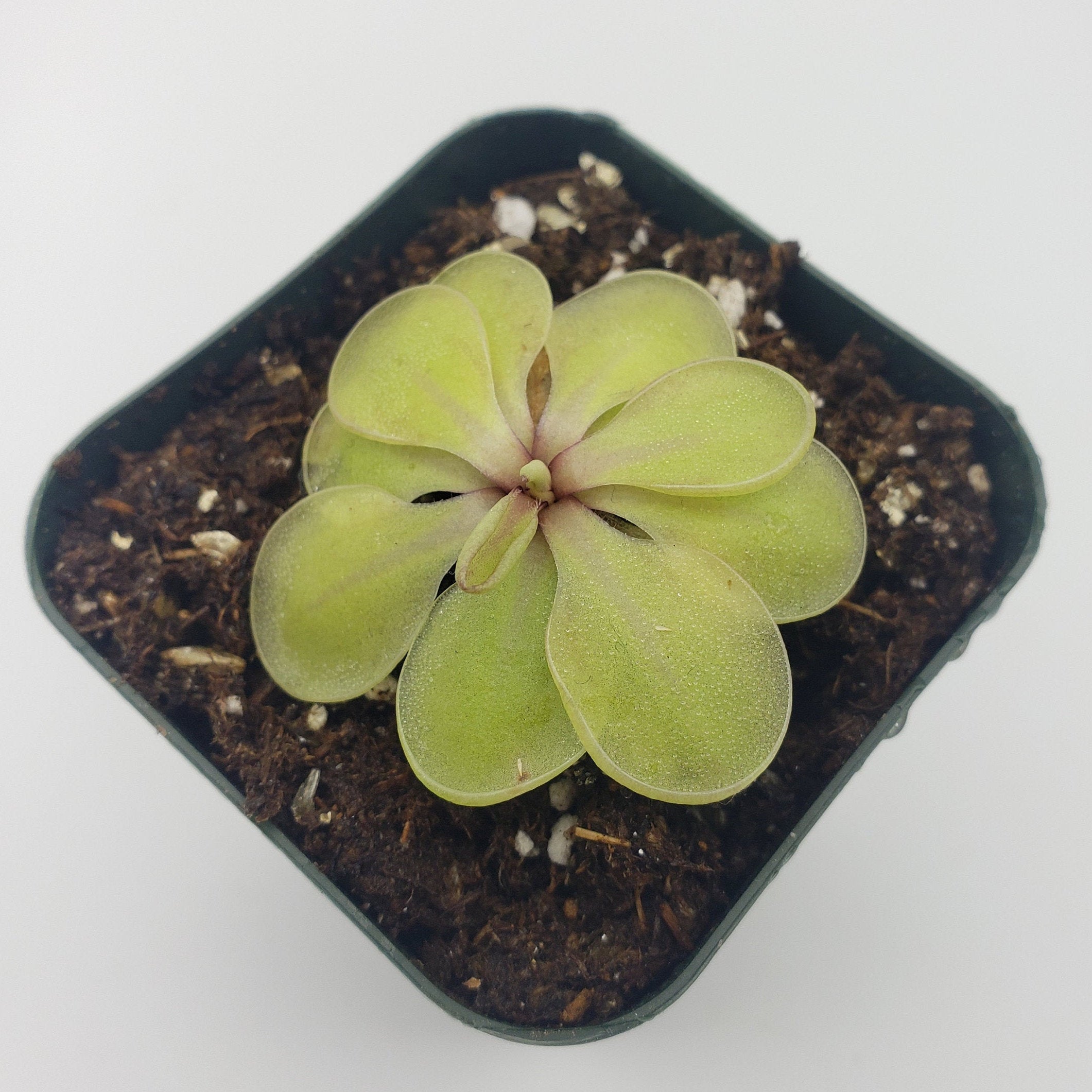 Pinguicula emarginata x 'Huahuapan' -Butterworts -Rainbow Carnivorous Plants LLC