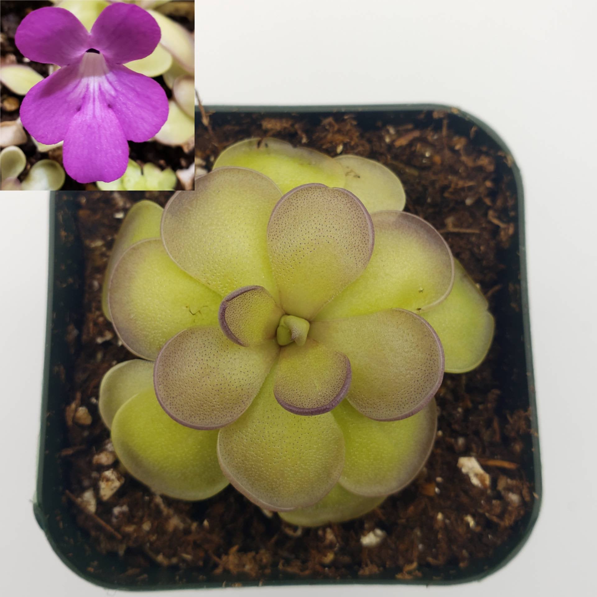 Pinguicula hemiepiphytica x cyclosecta -Butterworts -Rainbow Carnivorous Plants LLC
