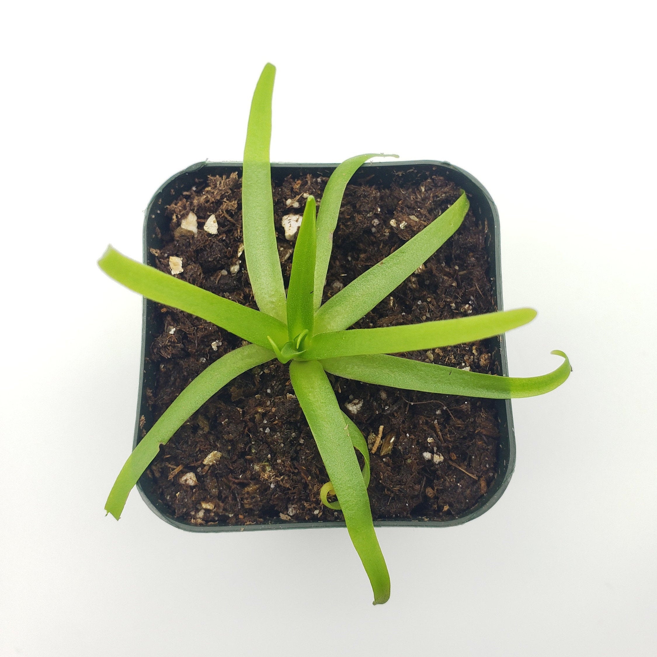 Pinguicula moctezumae -Butterworts -Rainbow Carnivorous Plants LLC