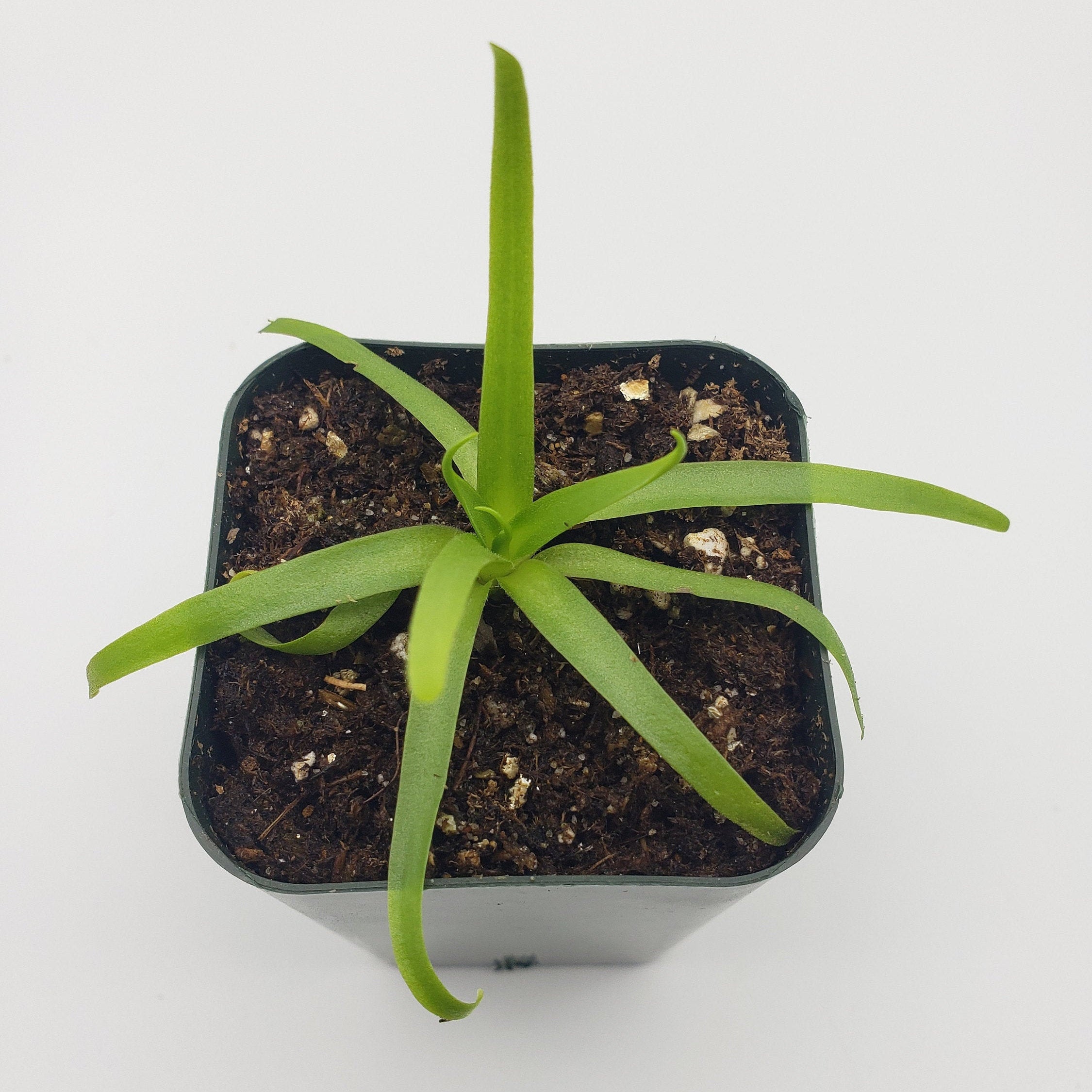 Pinguicula moctezumae -Butterworts -Rainbow Carnivorous Plants LLC