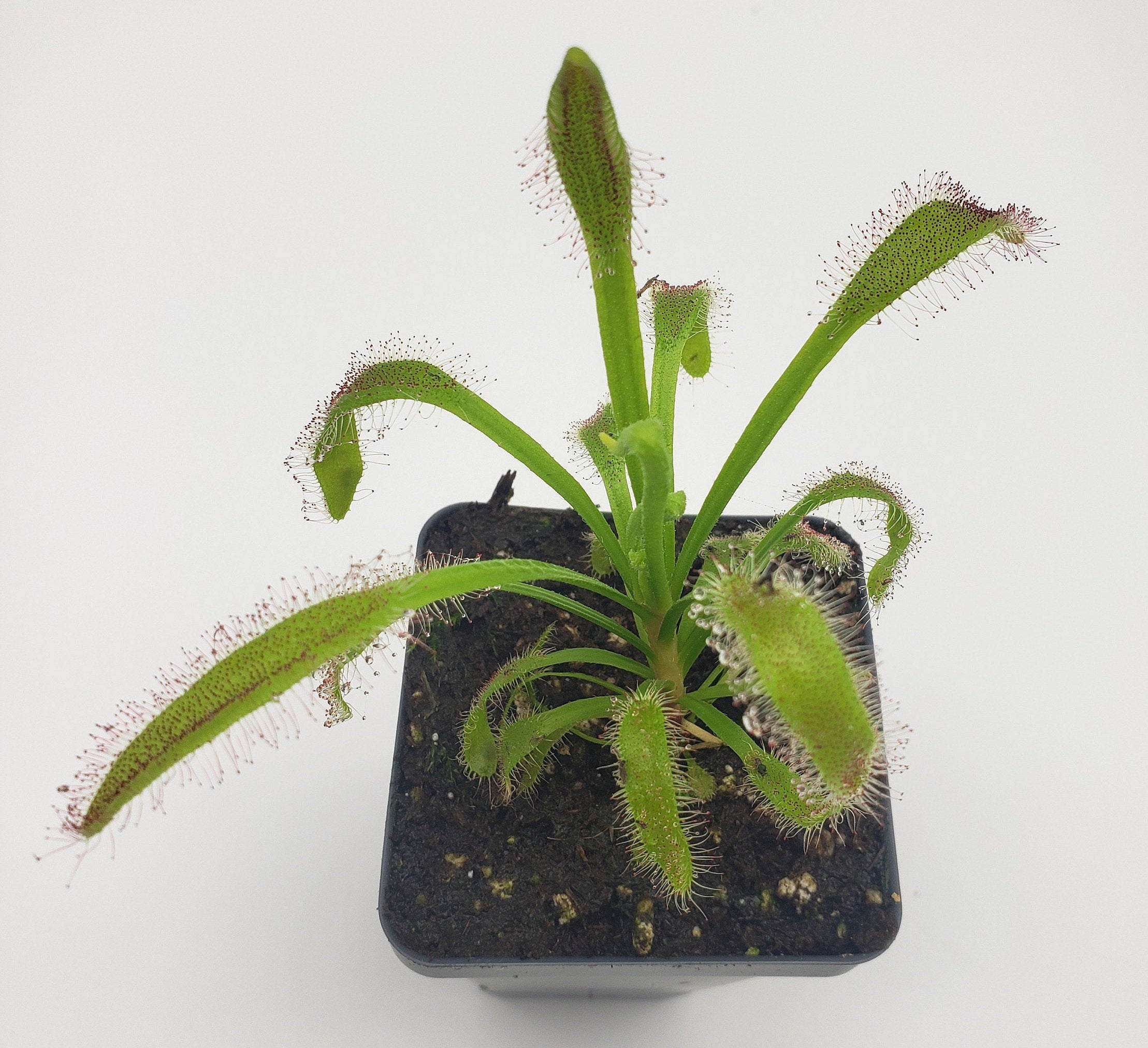 Drosera 'Hercules' x self - -Rainbow Carnivorous Plants LLC
