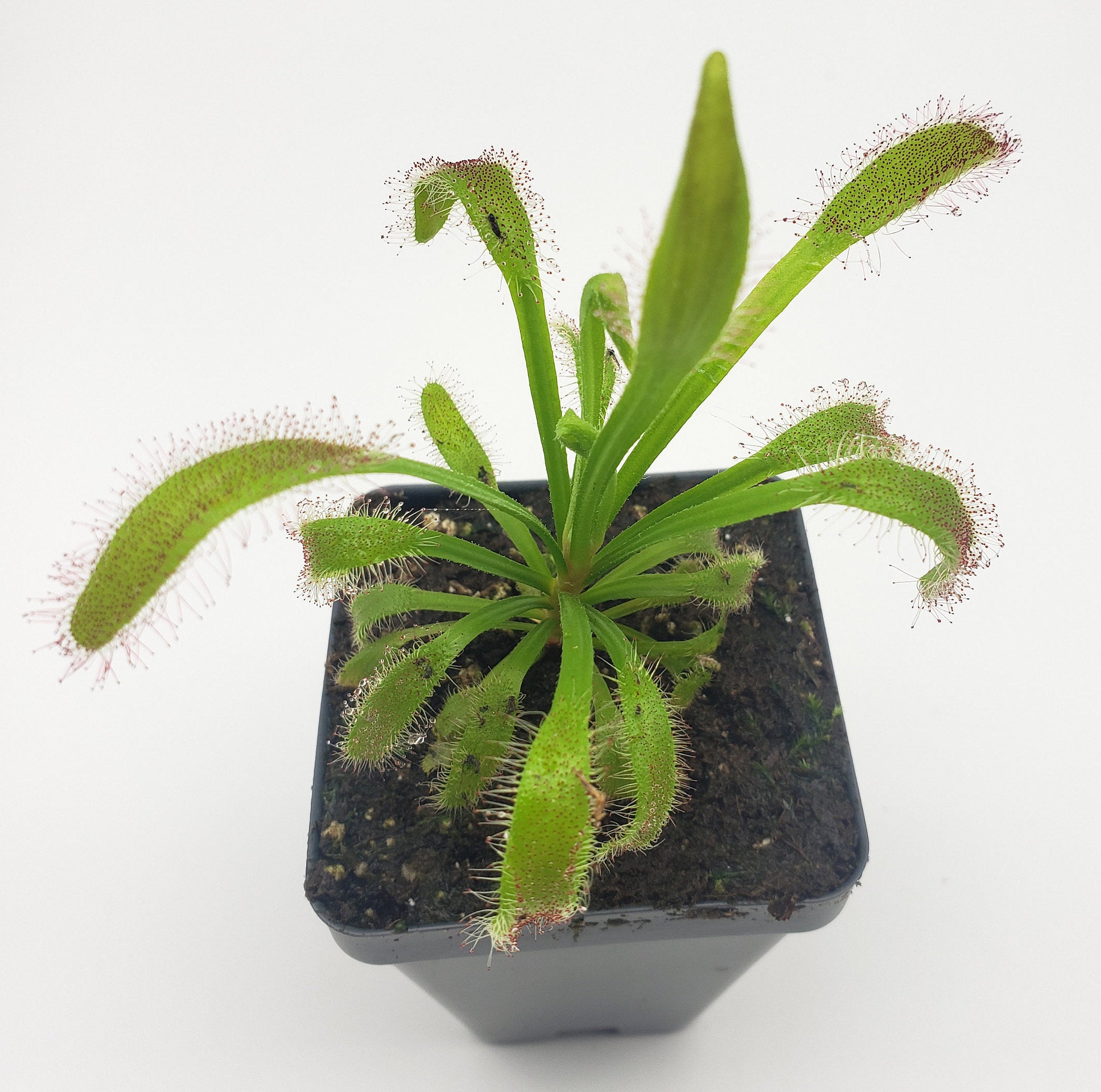 Drosera 'Hercules' x self [Fungus gnat catcher] -Live carnivorous plant- - Rainbow Carnivorous Plants LLC