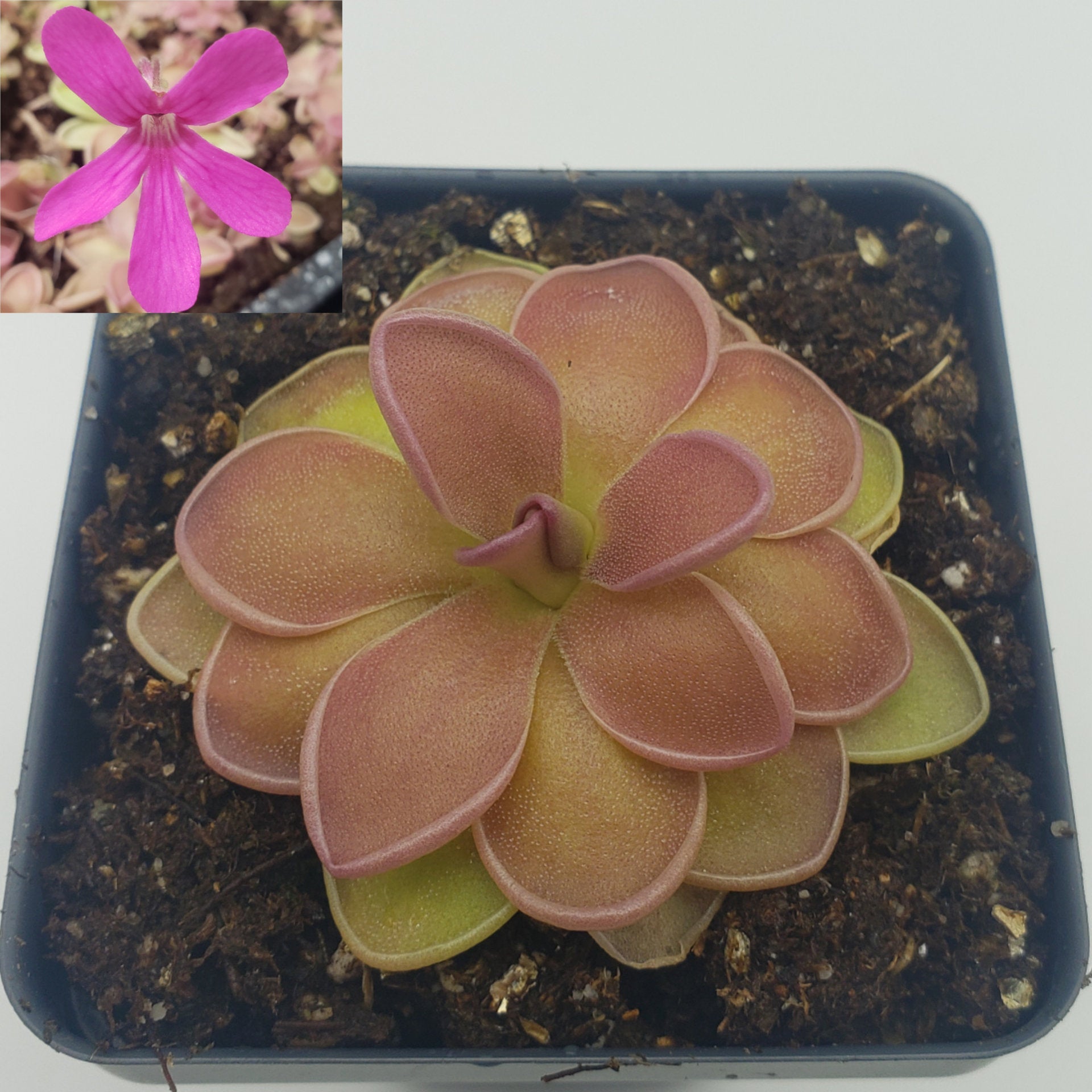 Pinguicula's starter pack -Butterworts -Rainbow Carnivorous Plants LLC