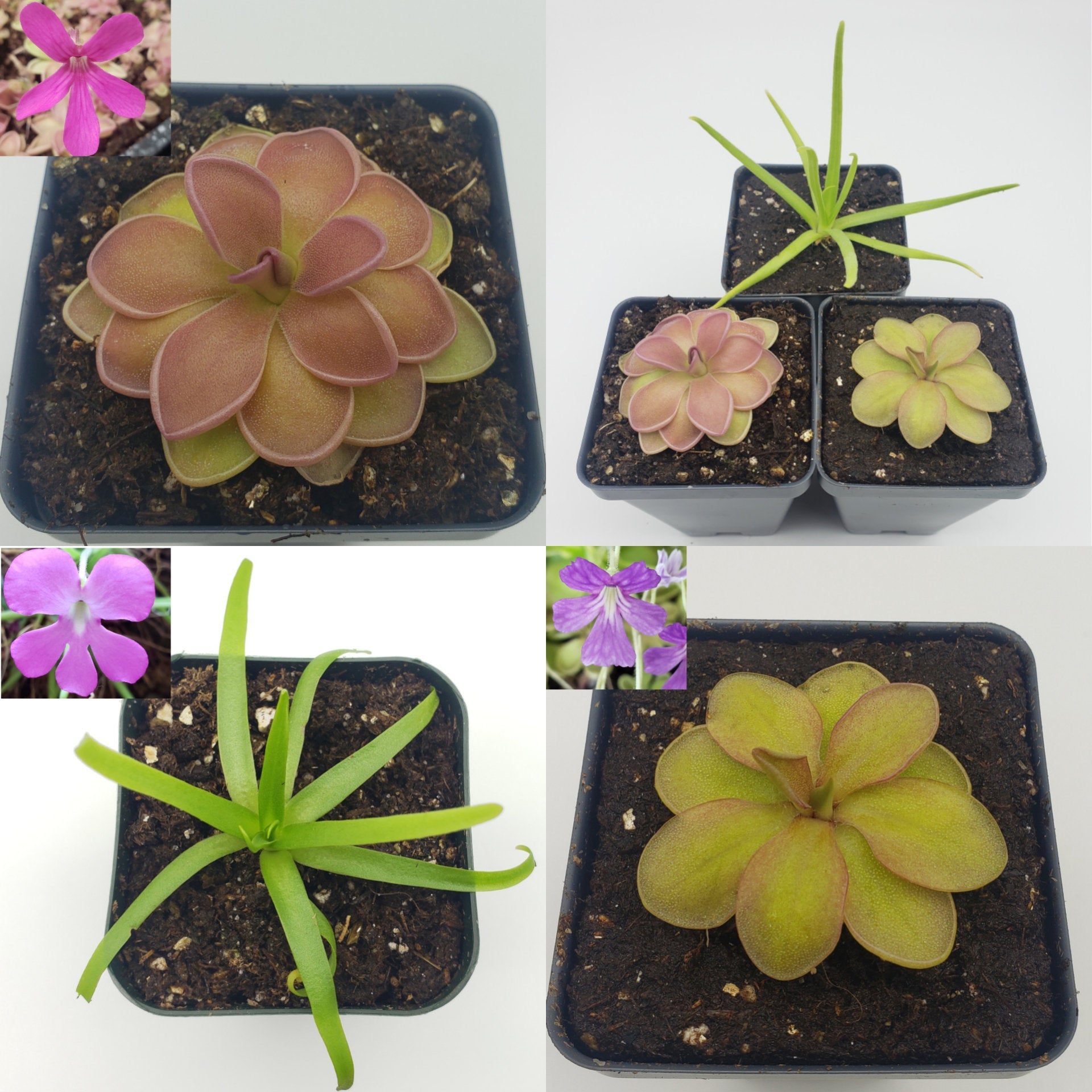 Pinguicula's starter pack -Butterworts -Rainbow Carnivorous Plants LLC