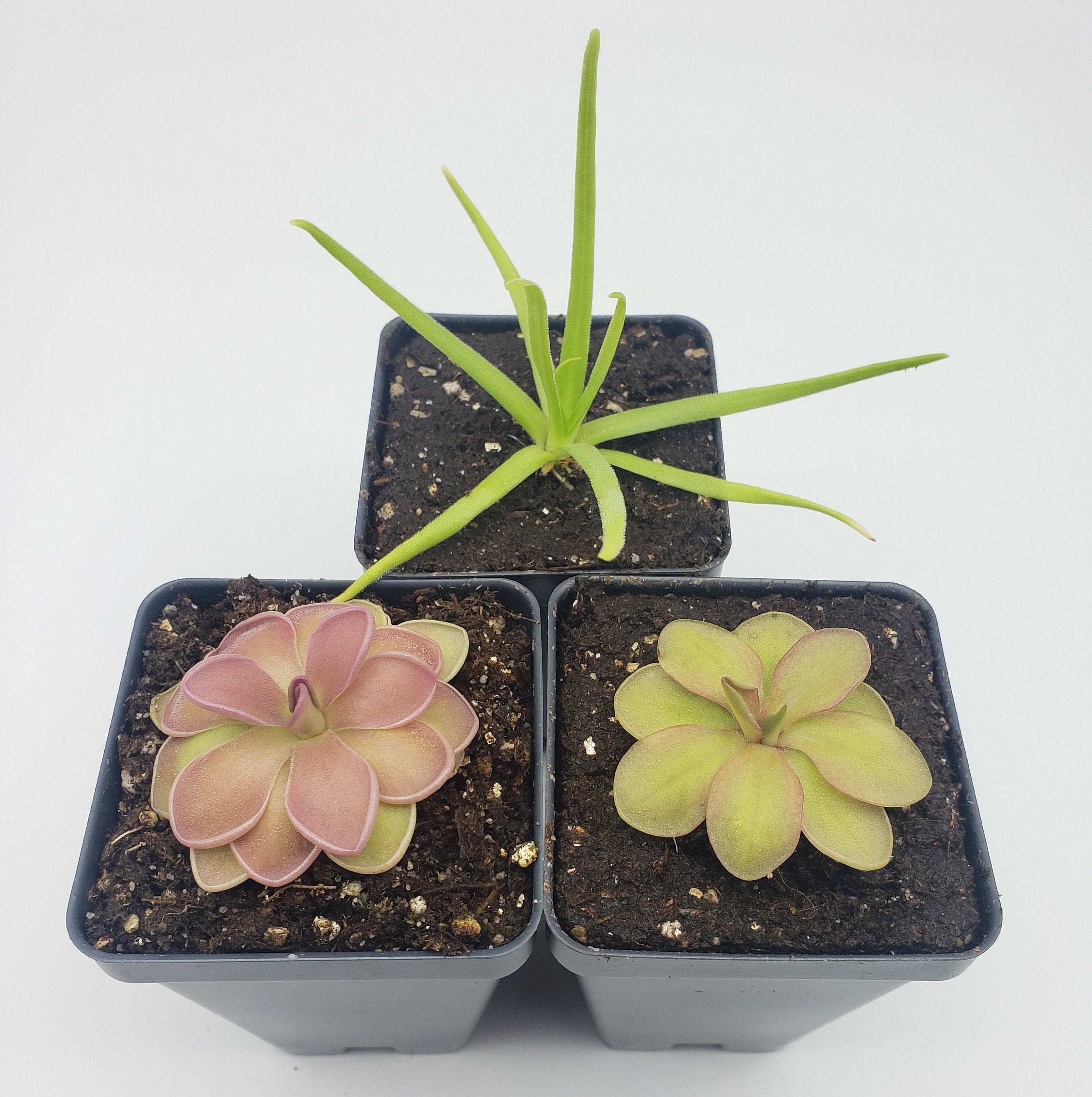 Pinguicula's starter pack -Butterworts -Rainbow Carnivorous Plants LLC