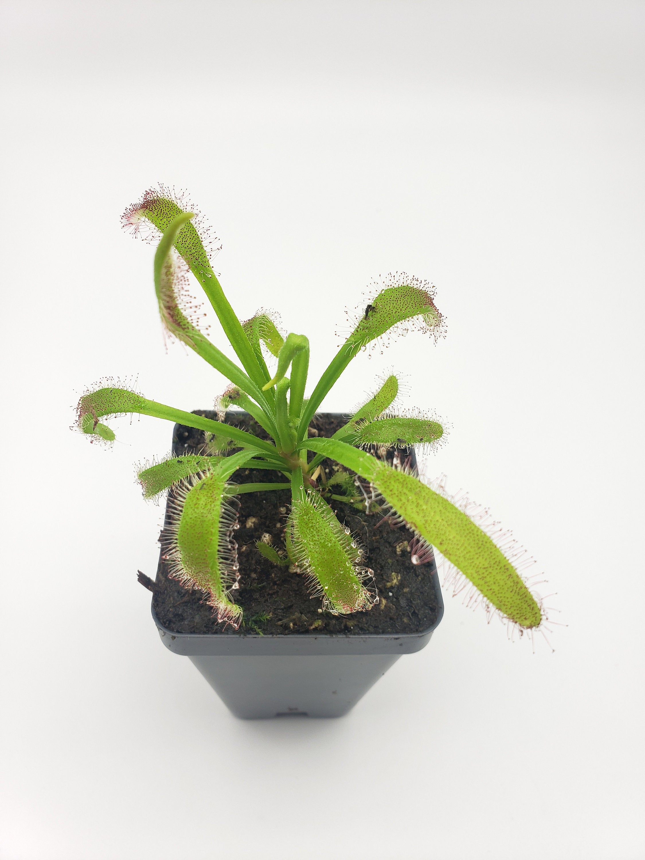 Drosera 'Hercules' x self [Fungus gnat catcher] -Live carnivorous plant- - Rainbow Carnivorous Plants LLC