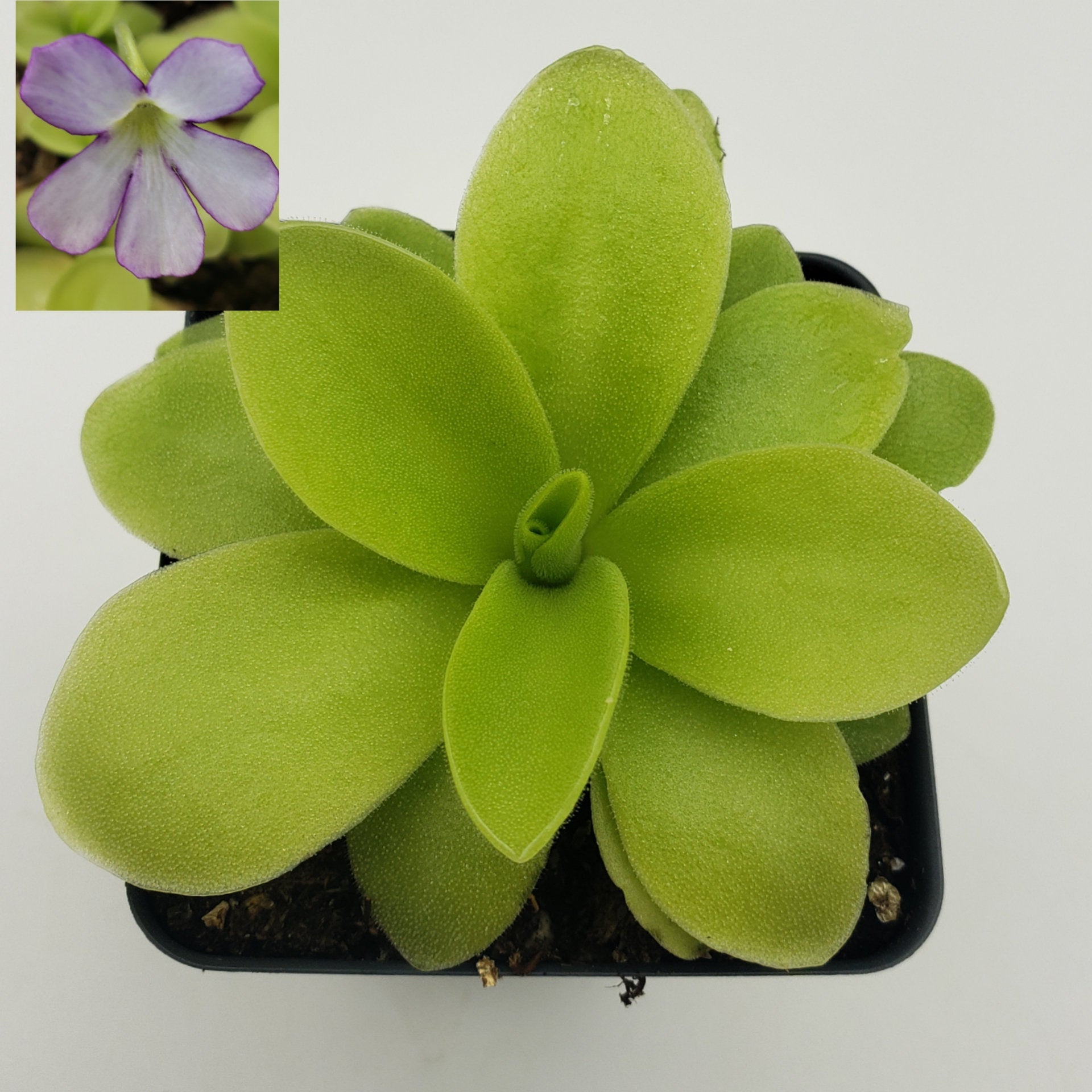 Pinguicula gigantea x 'Huahuapan' -Butterworts -Rainbow Carnivorous Plants LLC