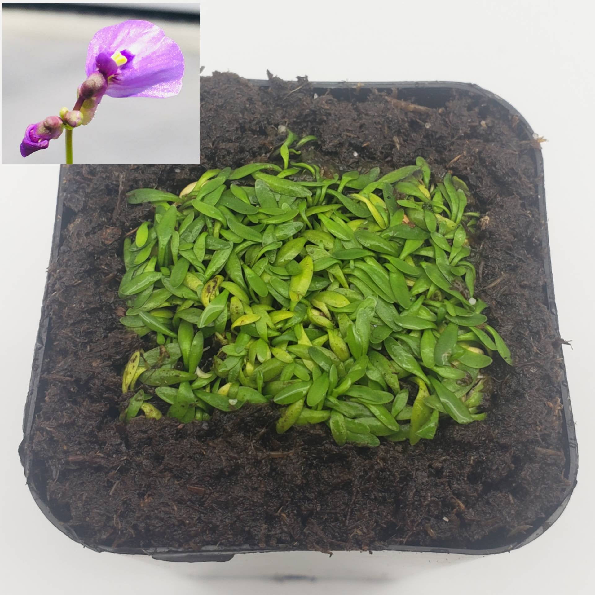 Utricularia dichotoma/ 1" plug   -Live carnivorous plant- - -Rainbow Carnivorous Plants LLC