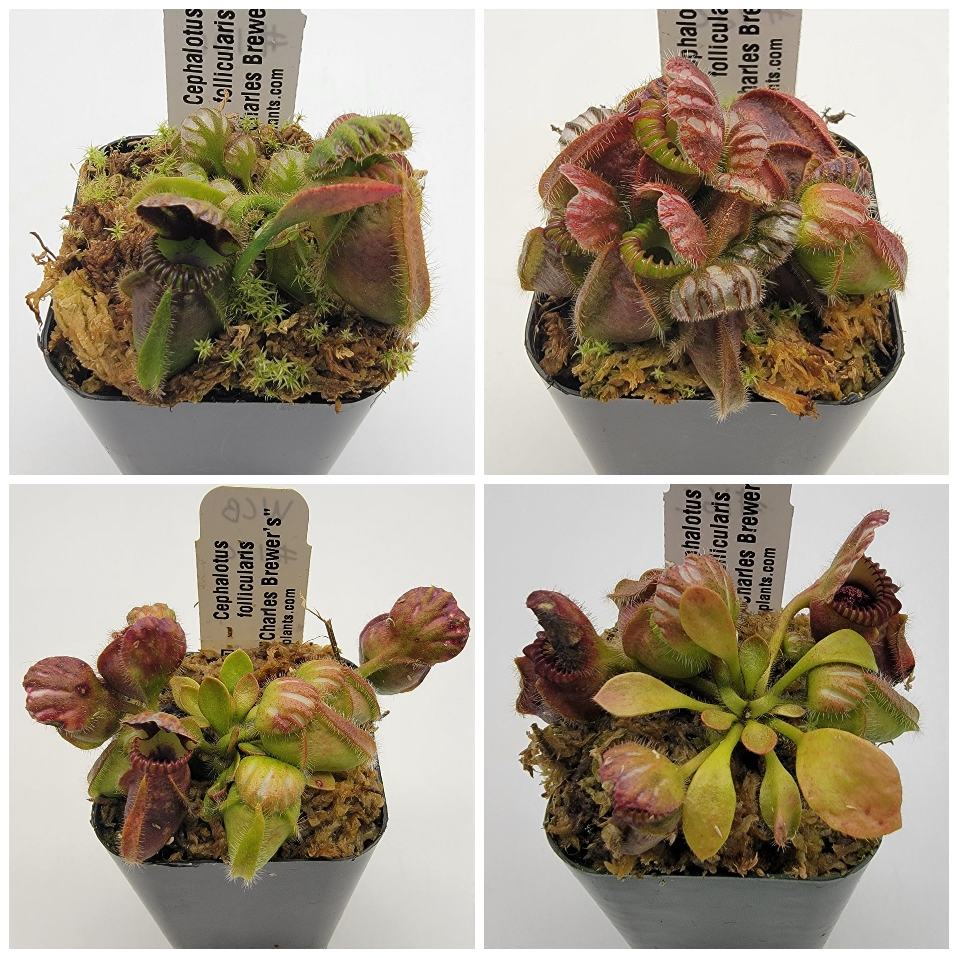 Cephalotus follicularis "Charles Brewer's" clone WCB (7C-16C) - Rainbow Carnivorous Plants LLC