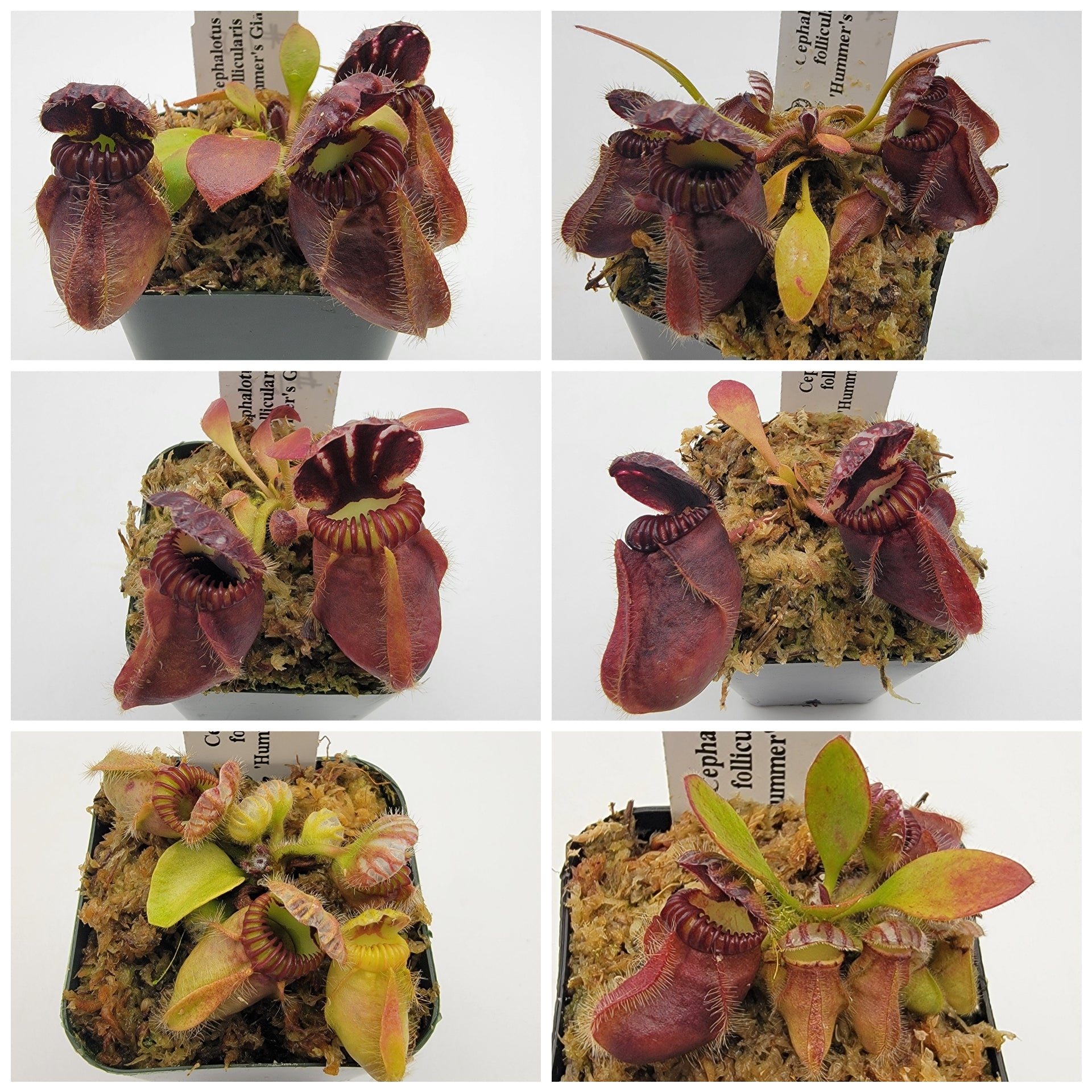 Cephalotus follicularis 'Hummer's Giant' WHG (8B-20B) - Rainbow Carnivorous Plants LLC