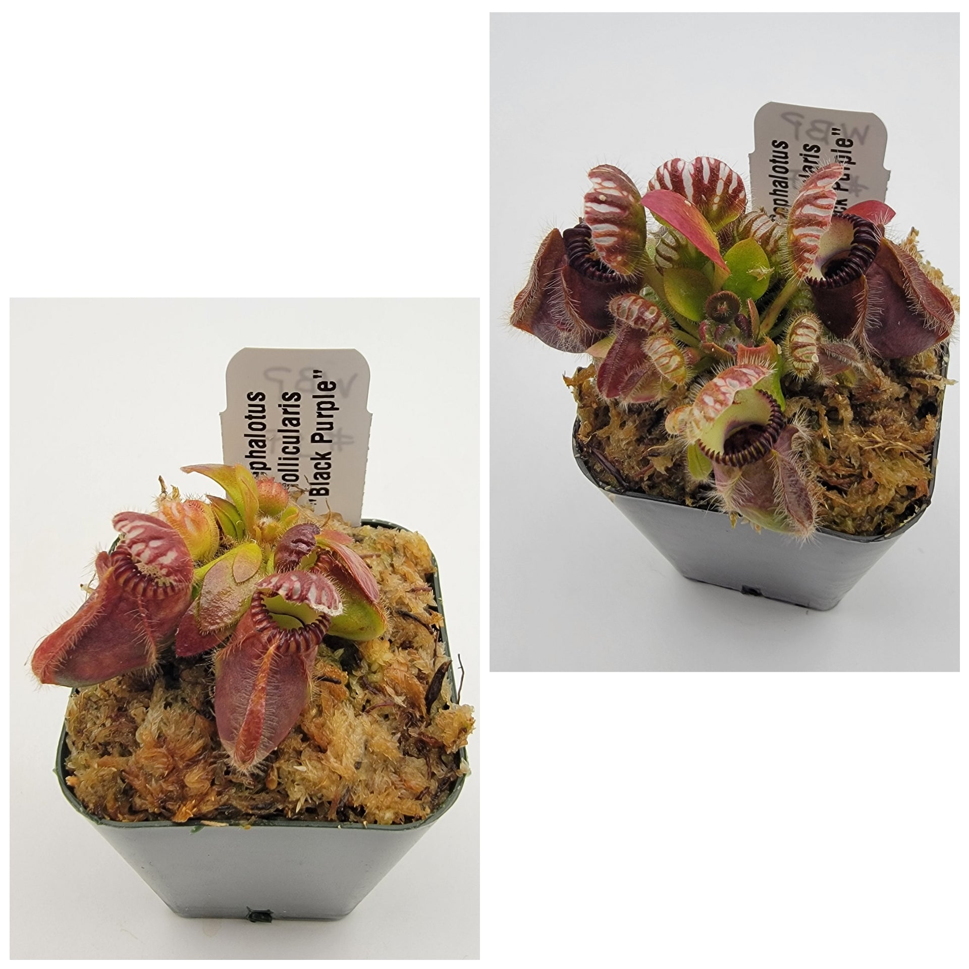 Cephalotus follicularis "Black Purple" WBP (1F-5F) - -Rainbow Carnivorous Plants LLC