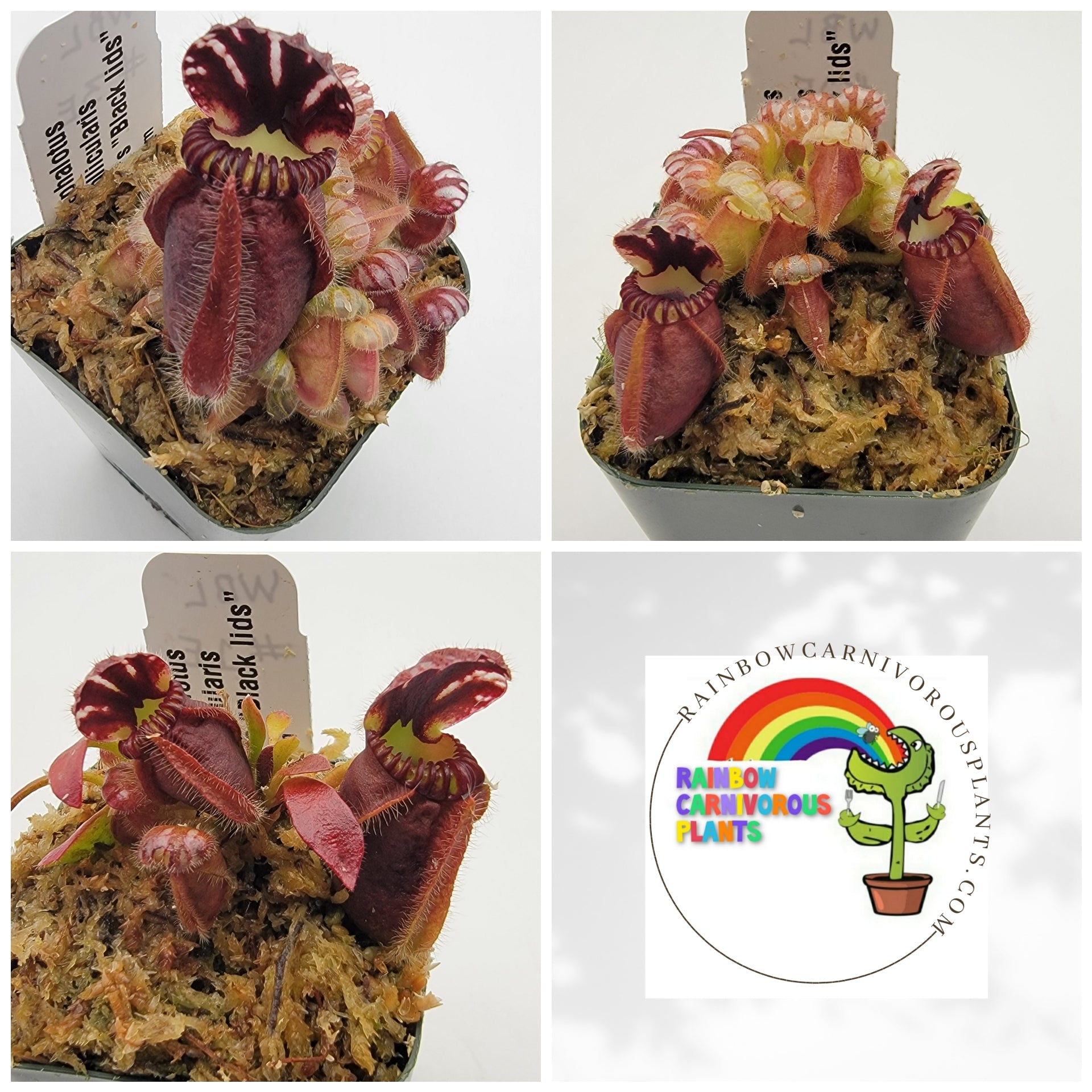 Cephalotus follicularis "Brewer's Black Lids" WBL-(1E-10E) - -Rainbow Carnivorous Plants LLC